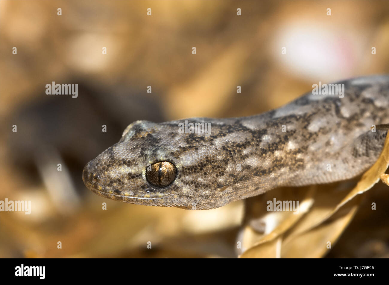 close macro close-up macro admission close up view animal reptile lizard eye Stock Photo