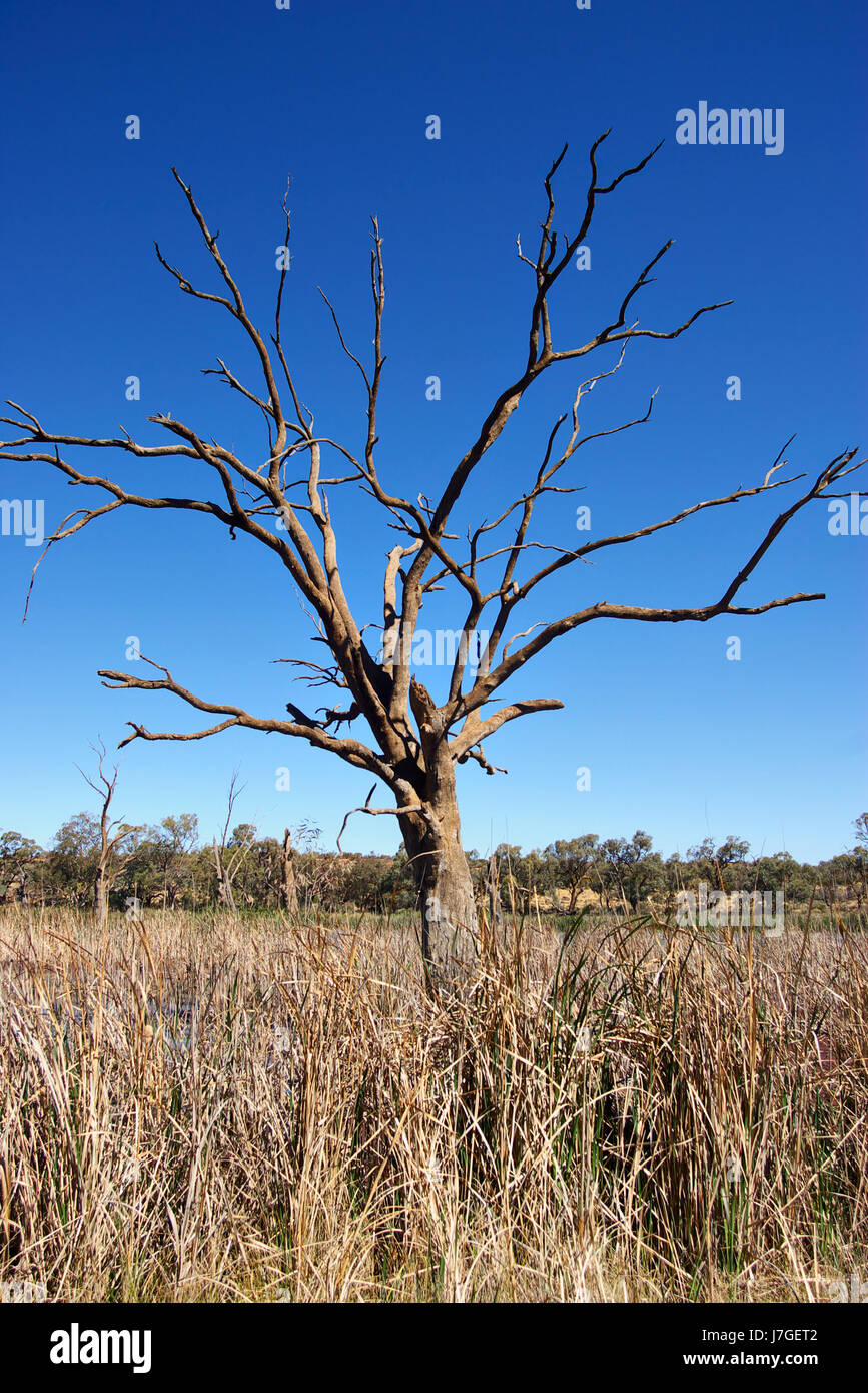 death tree summer summerly hot photo camera drought dry dried up barren hard Stock Photo