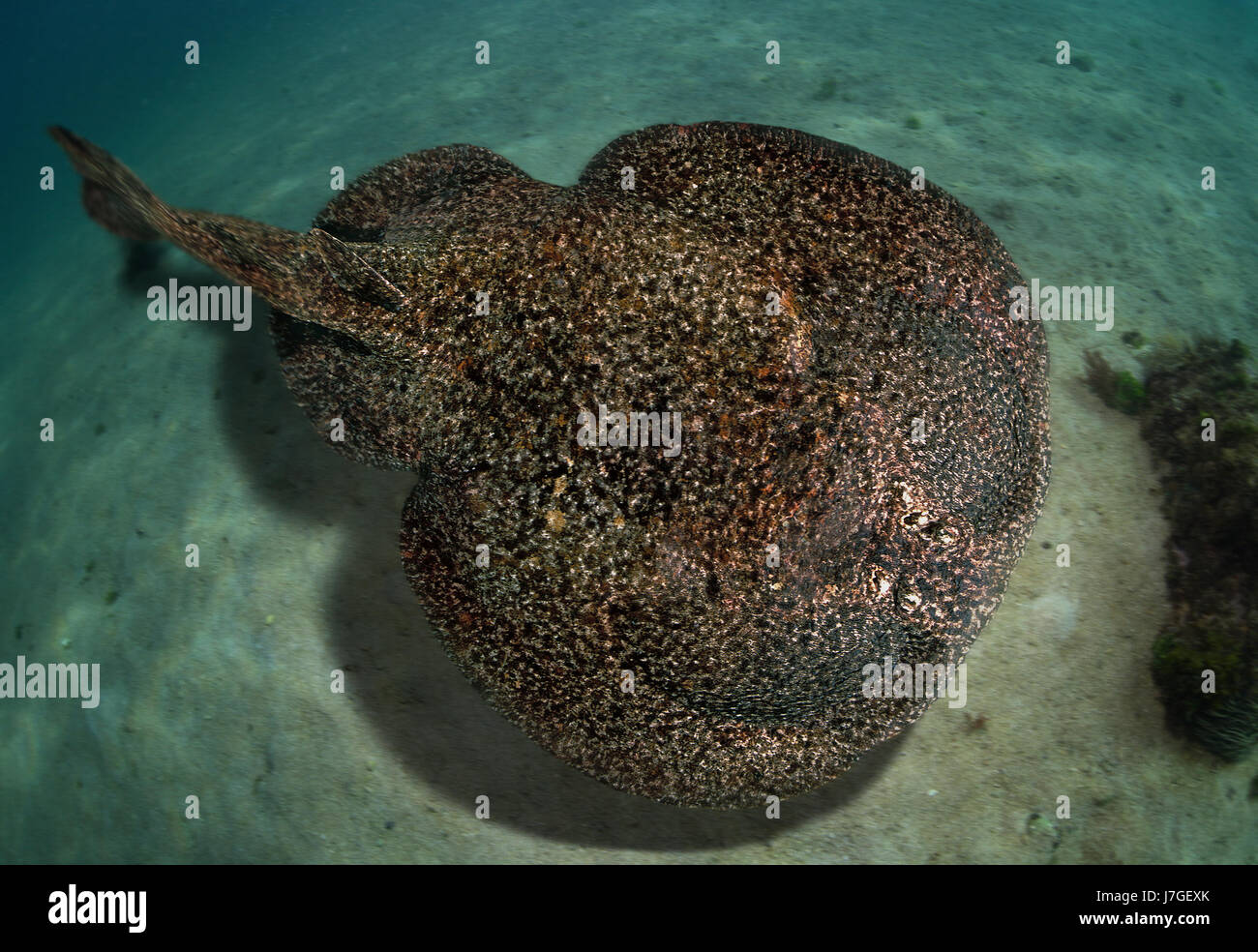 Electric Ray Torpedo Marmorata High Resolution Stock Photography and ...