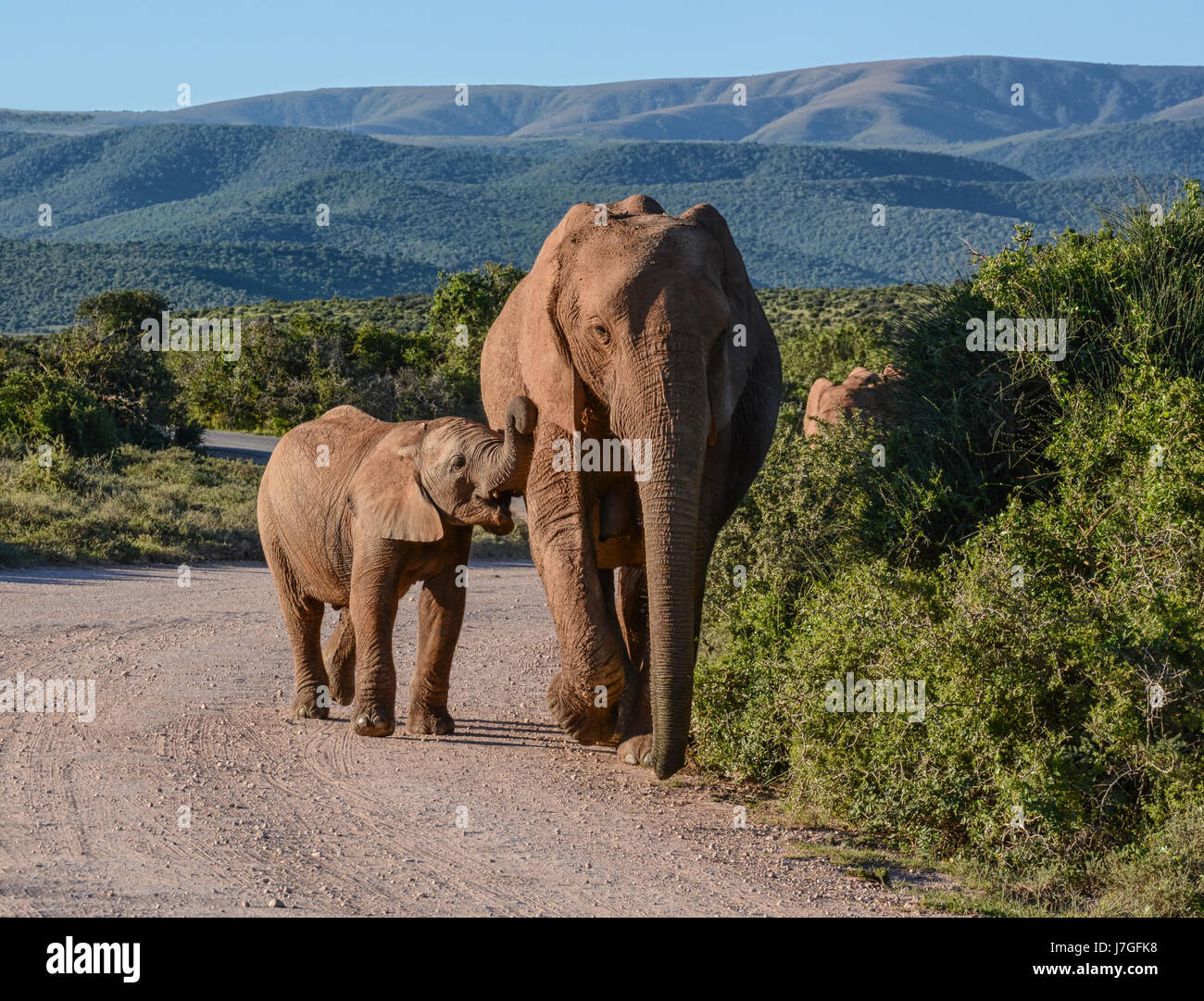 A mother Elephant walking along a road with her calf in Southern Africa ...