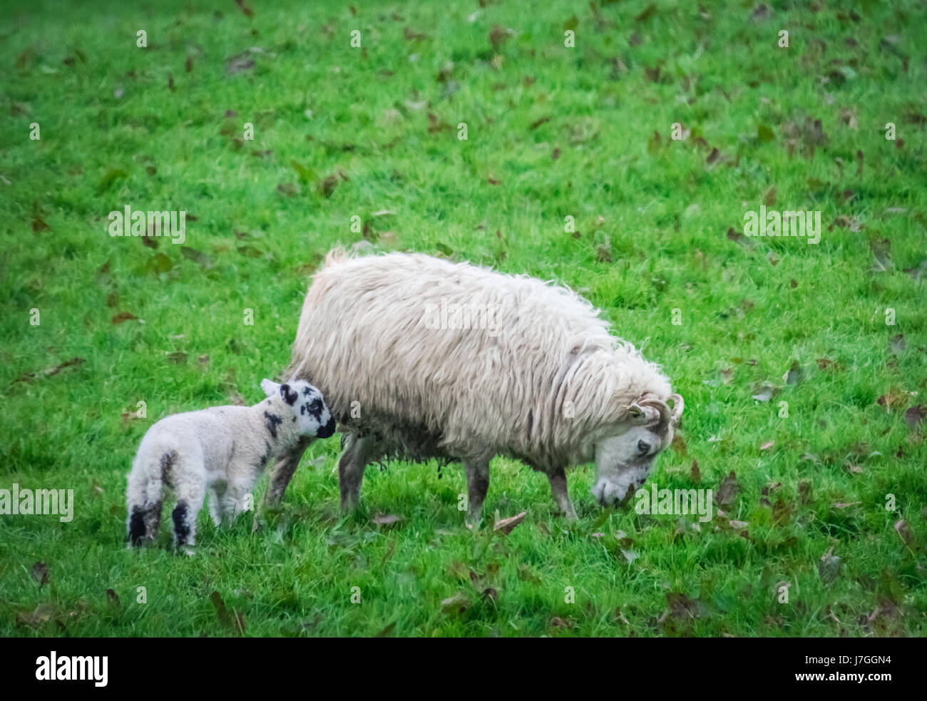 Mother and baby sheep grazing Stock Photo - Alamy