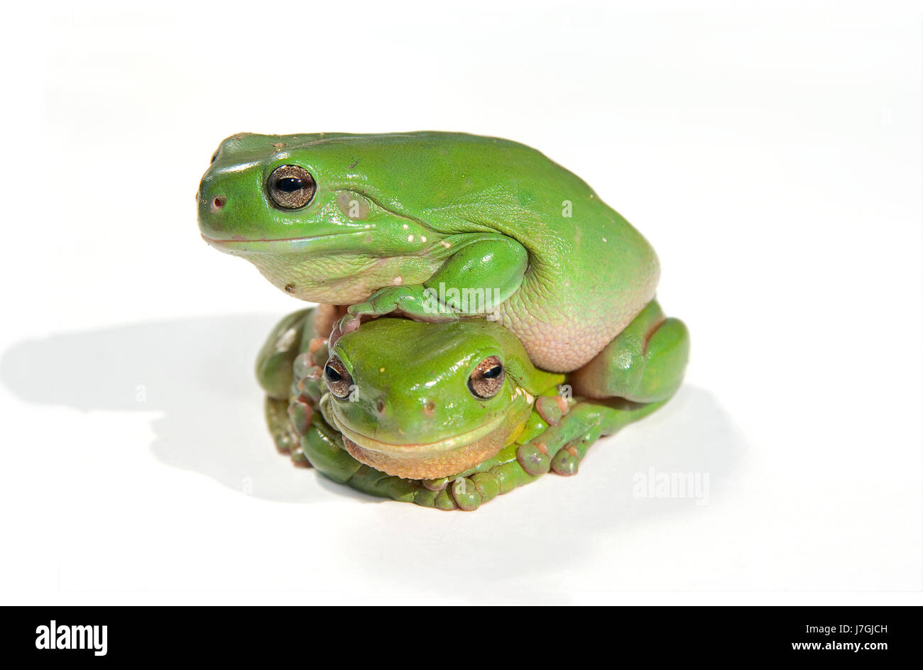 isolated tree animal amphibian photo camera frog wildlife one greenback ...