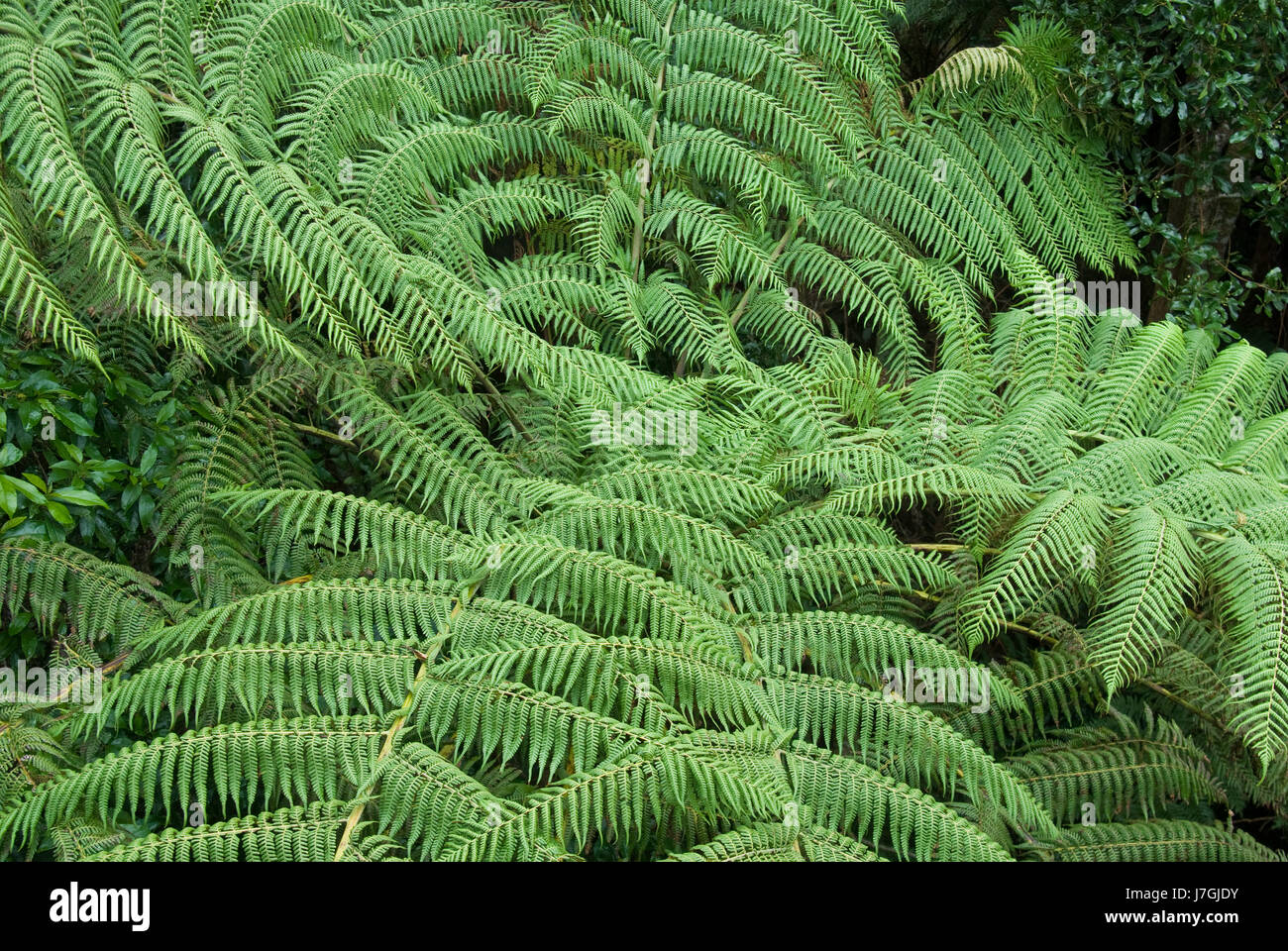 environment enviroment tree trees park wild photo camera cool fern