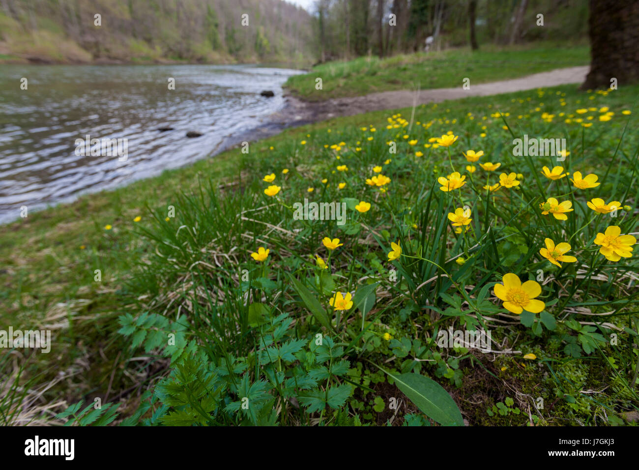 Early spring on Kolpa/Kupa River Stock Photo