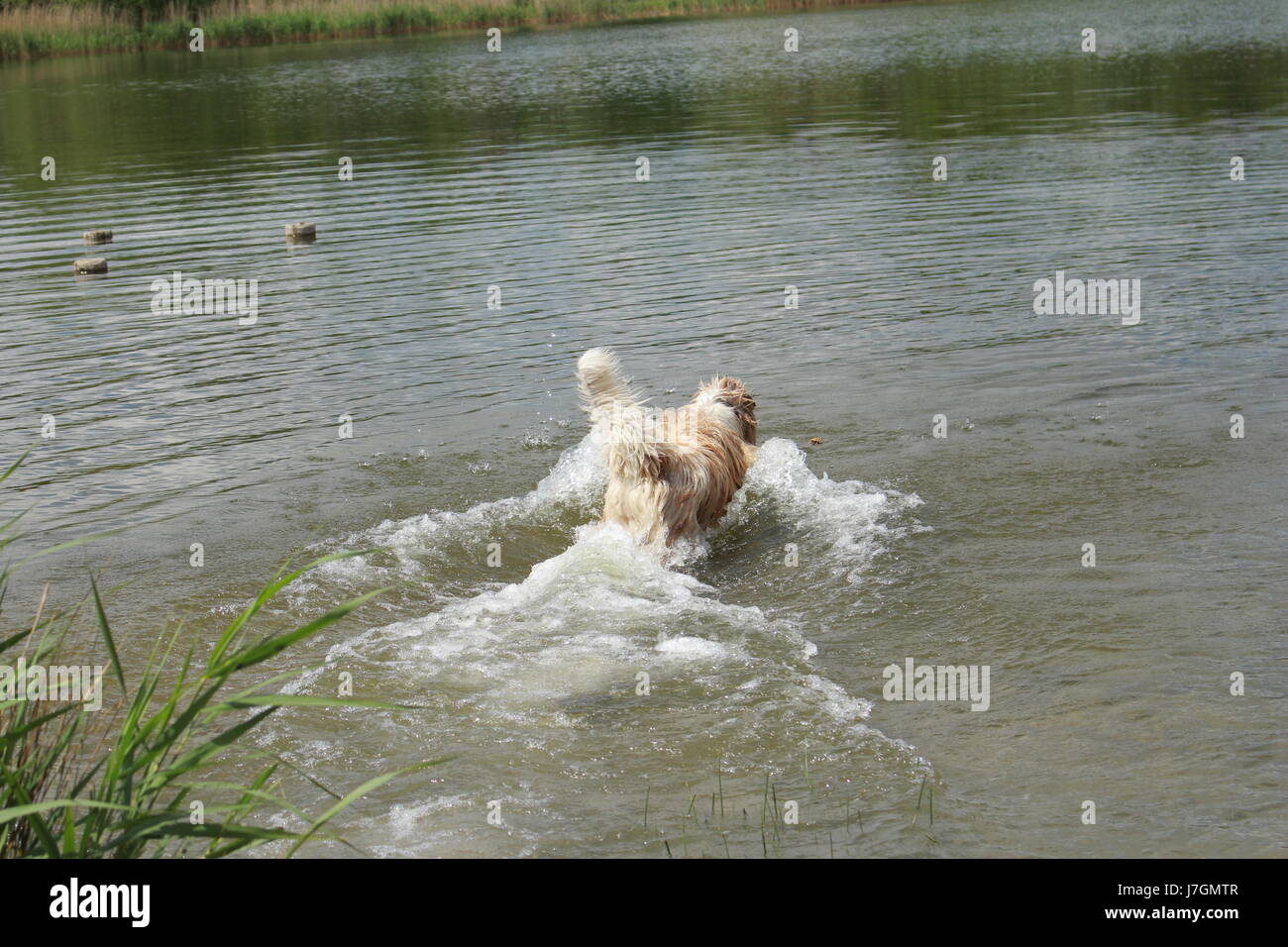 Australian shepherd jumping into the water Stock Photo