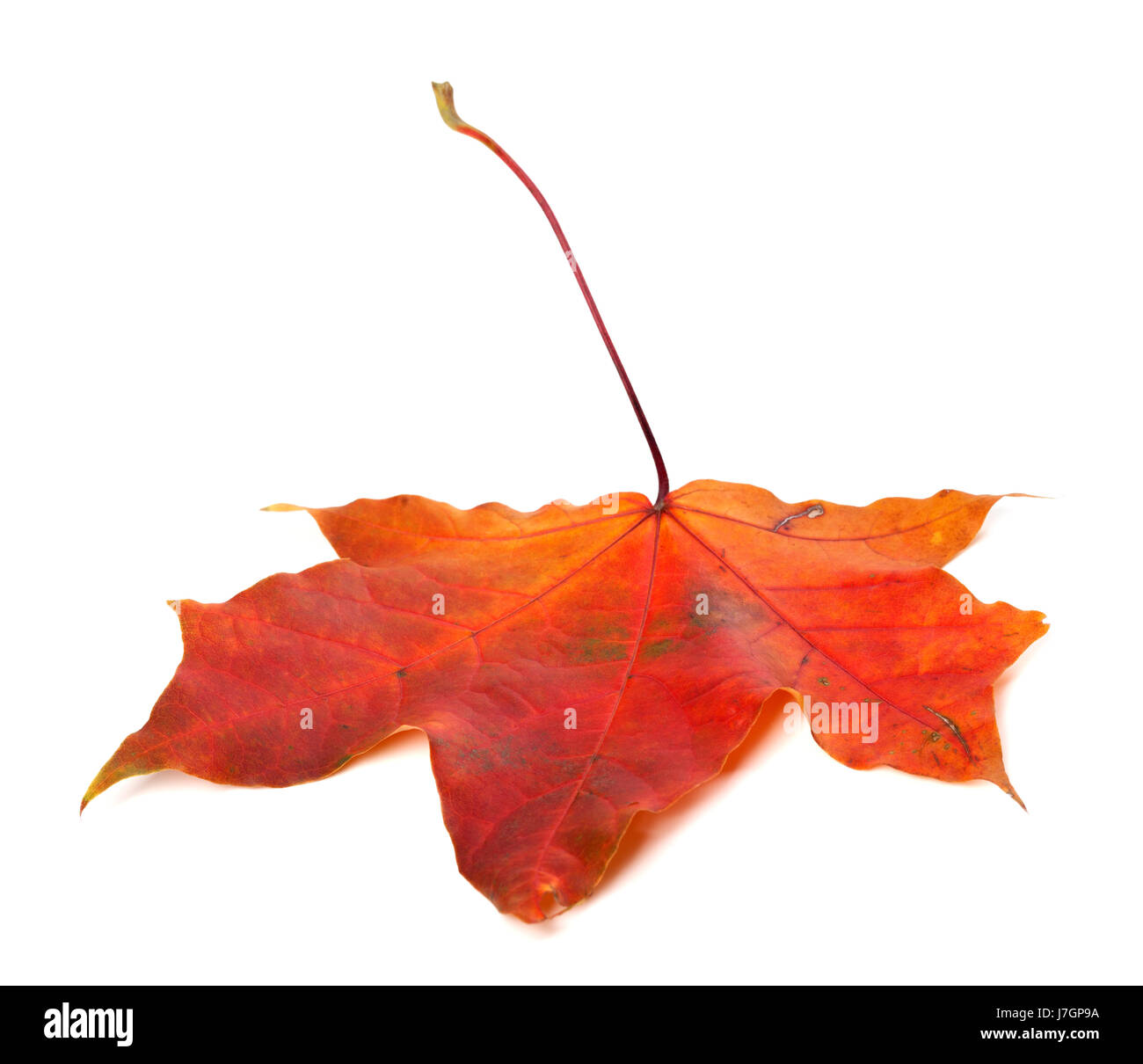 Red autumn maple leaf isolated on white background Stock Photo - Alamy