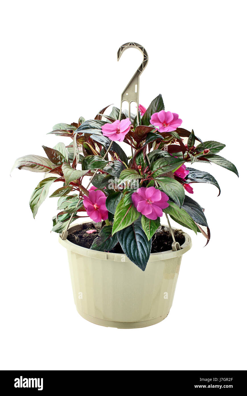 Hanging Basket with New Guinea Impatiens flowers isolated over a white background with clipping path included. Stock Photo