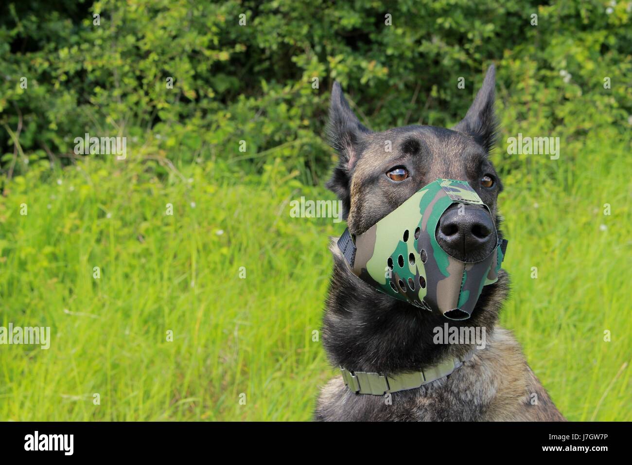 Belgian shepherd dog malinois with muzzle in nylon color army