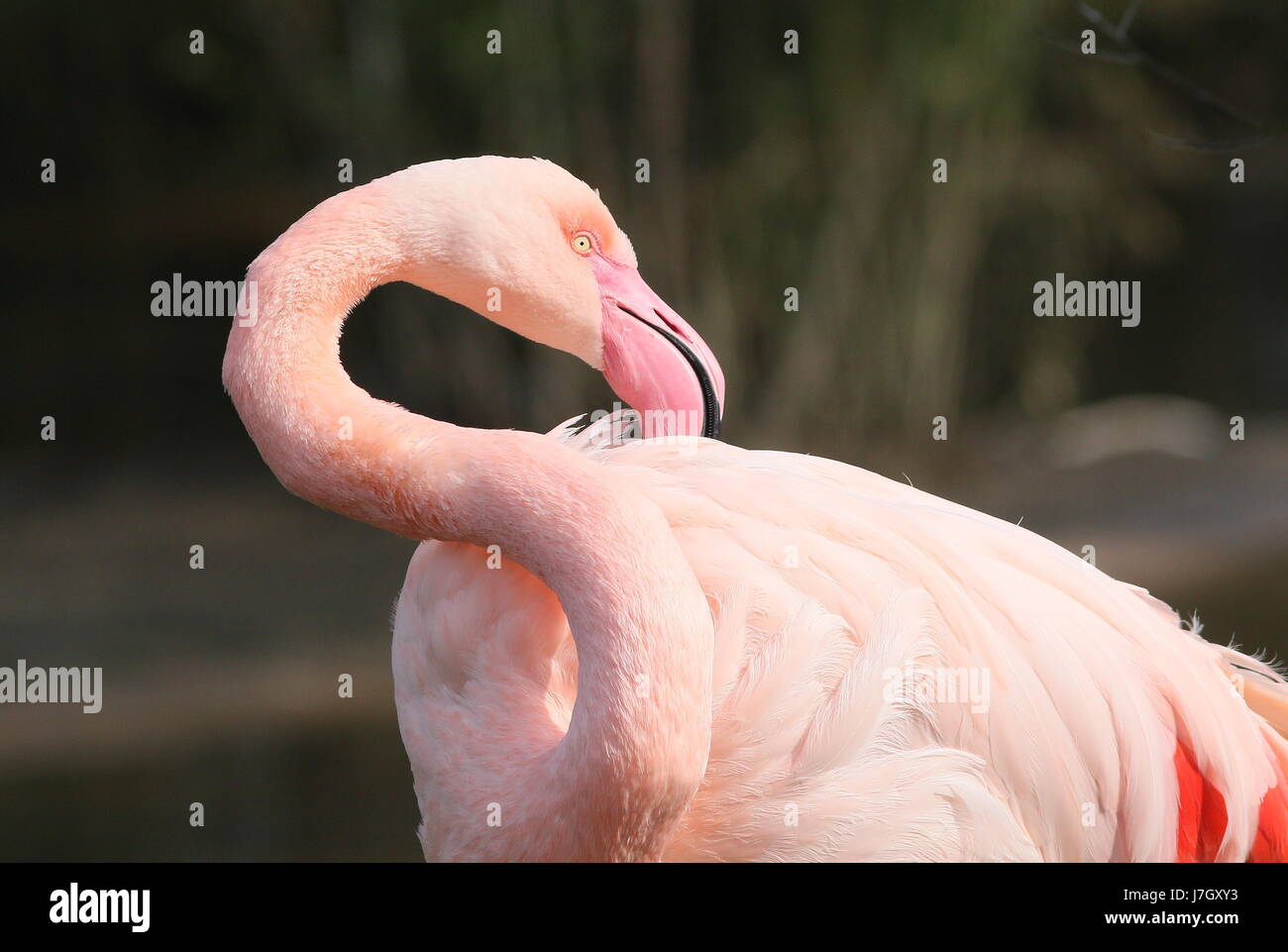 European Greater Flamingo (Phoenicopterus roseus) preening his feathers Stock Photo