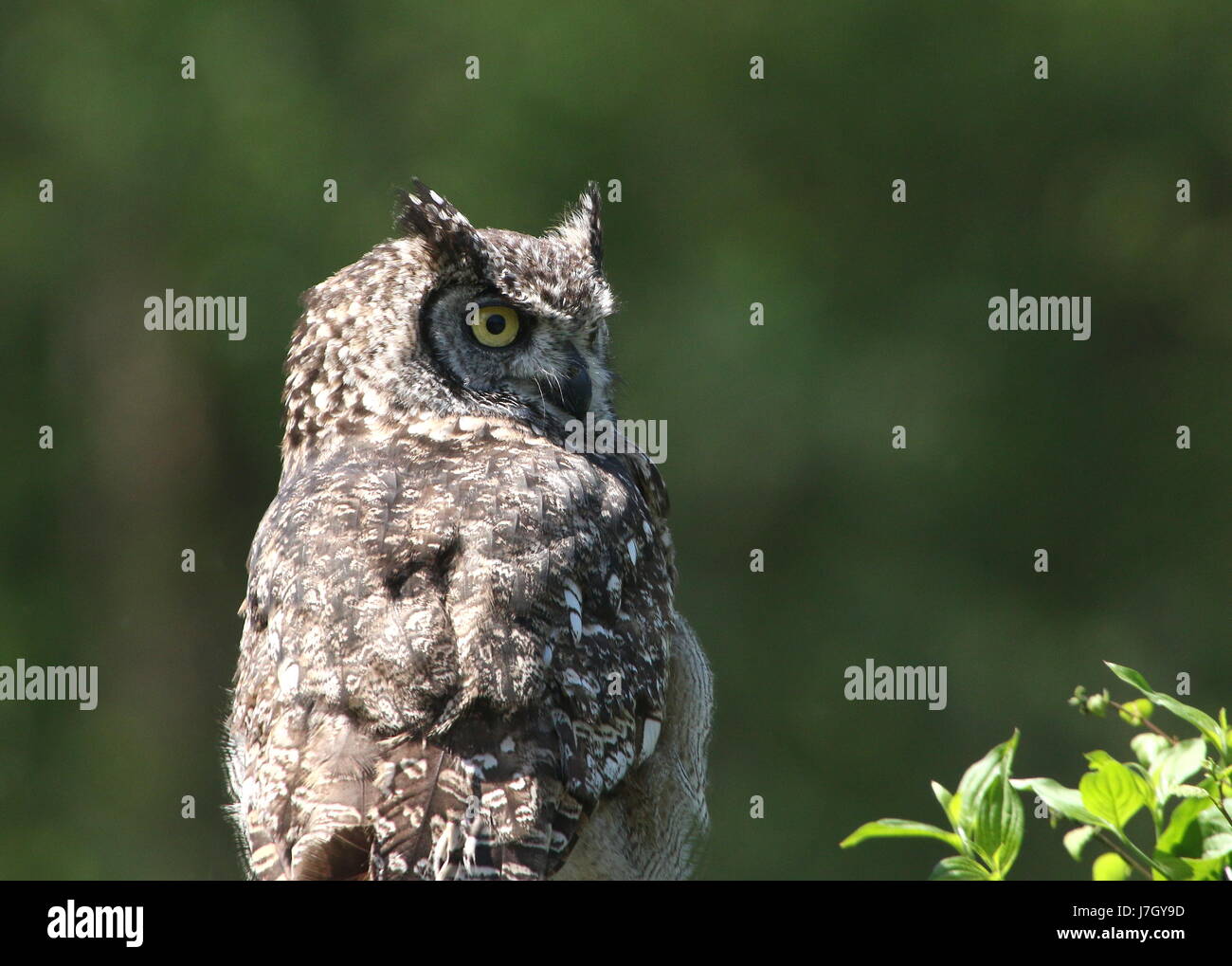 African Spotted Eagle Owl (Bubo africanus), upper body, seen in profile. Stock Photo