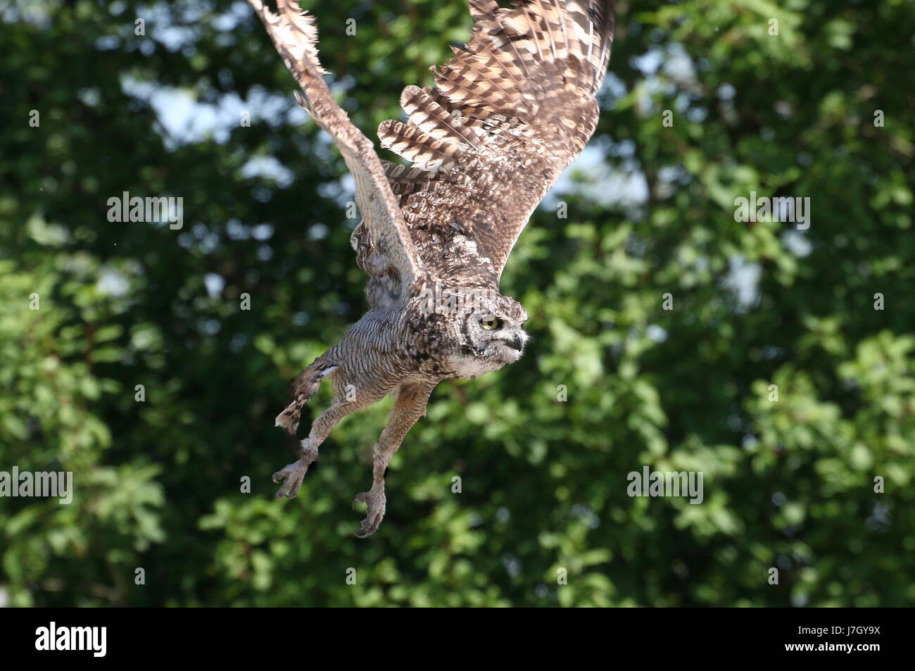 African Spotted Eagle Owl (Bubo africanus), taking off into flight Stock Photo