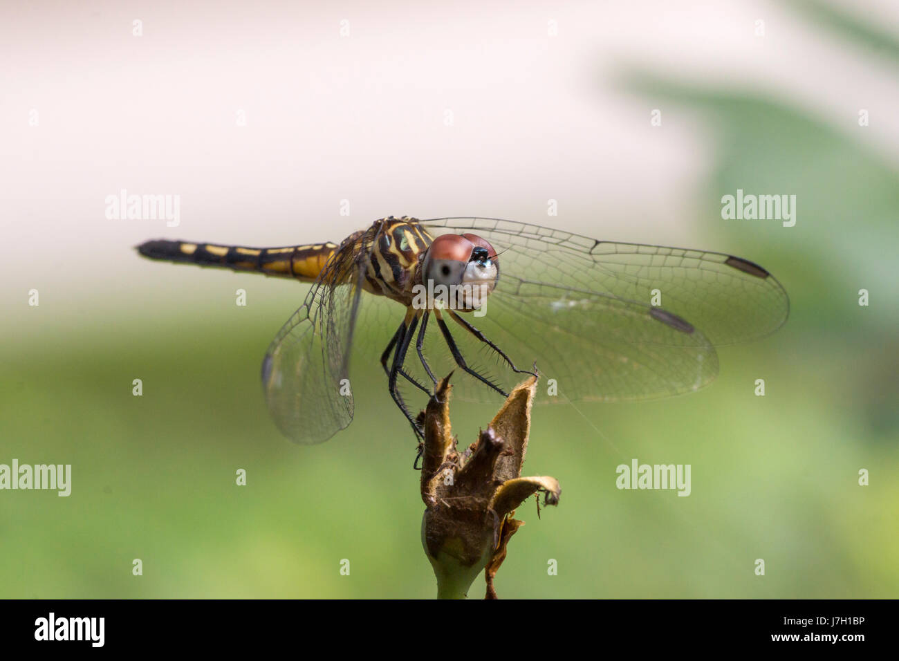 Dragonfly in the garden Stock Photo - Alamy