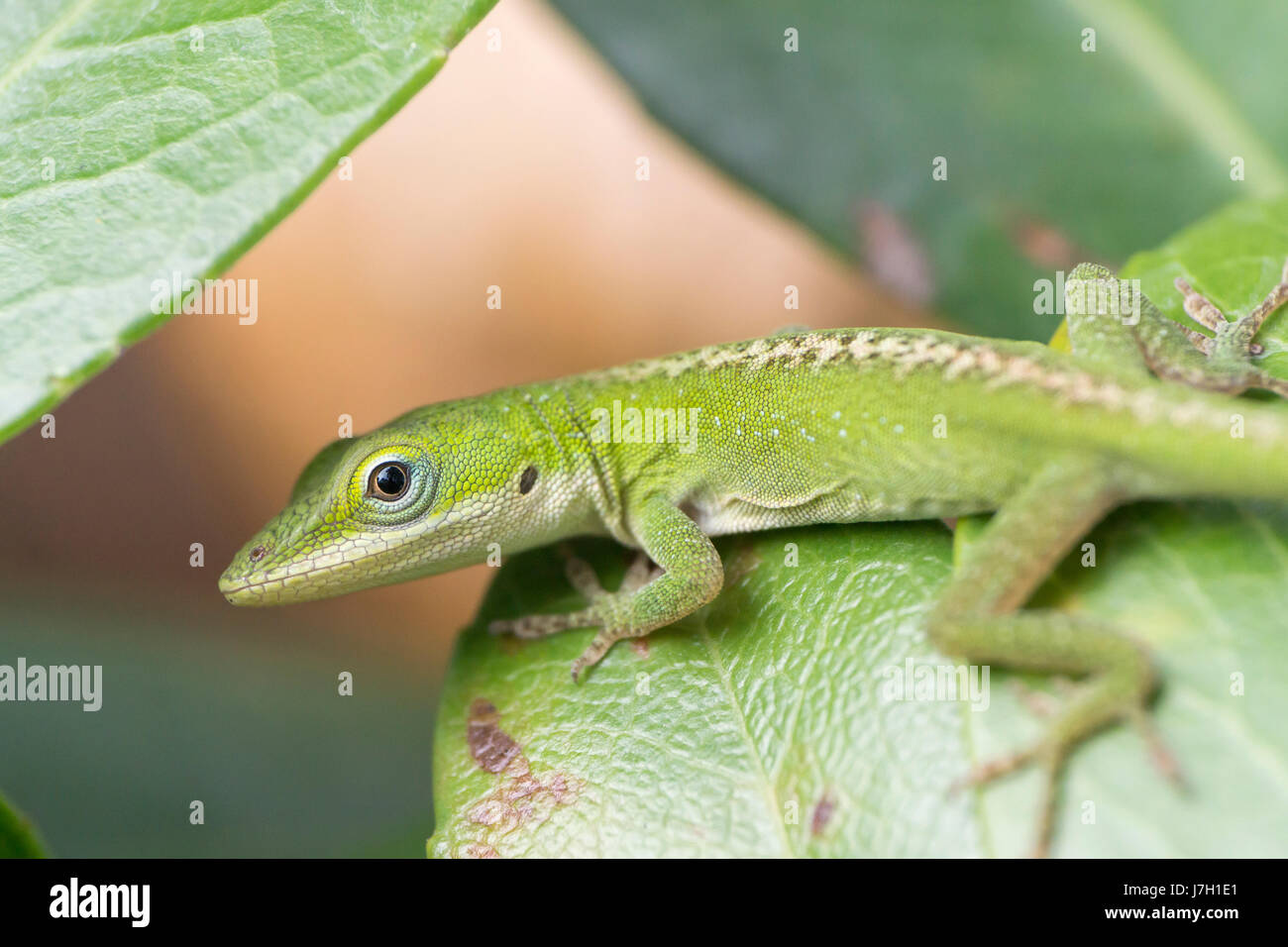 Baby carolina green anole on a leaf Stock Photo - Alamy