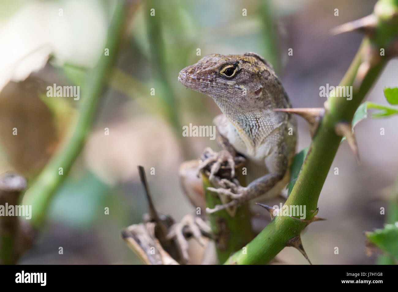 Cuban brown anole on rose bush thorns Stock Photo