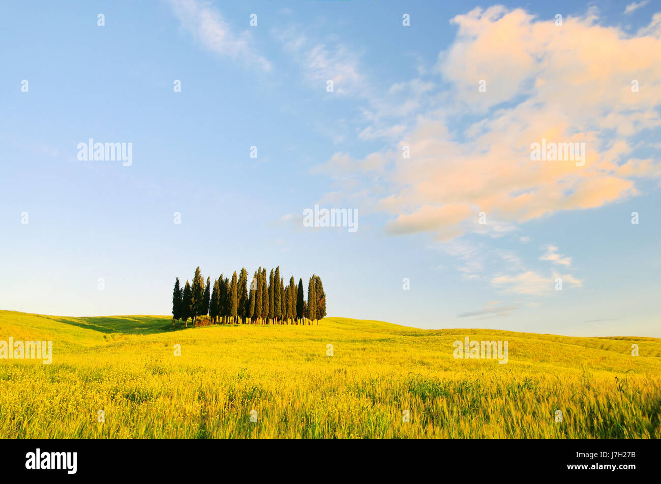 hill spring tuscany cypress italy forest blue tree hill green field summer Stock Photo