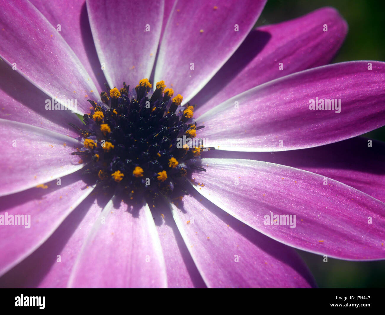Close up flowers in full bloom Stock Photo - Alamy