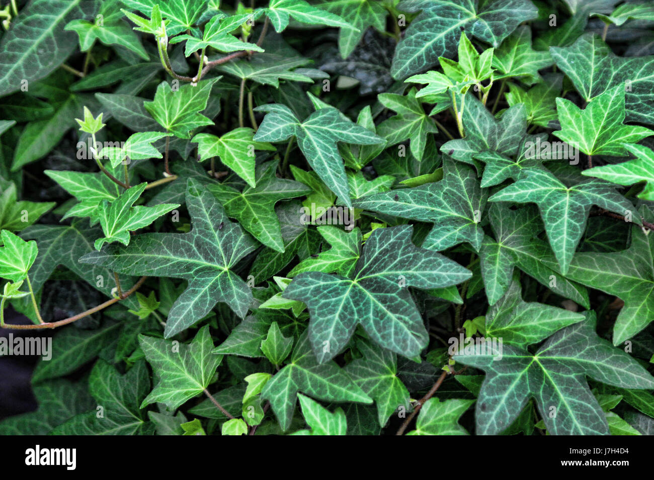 Ivy background Stock Photo