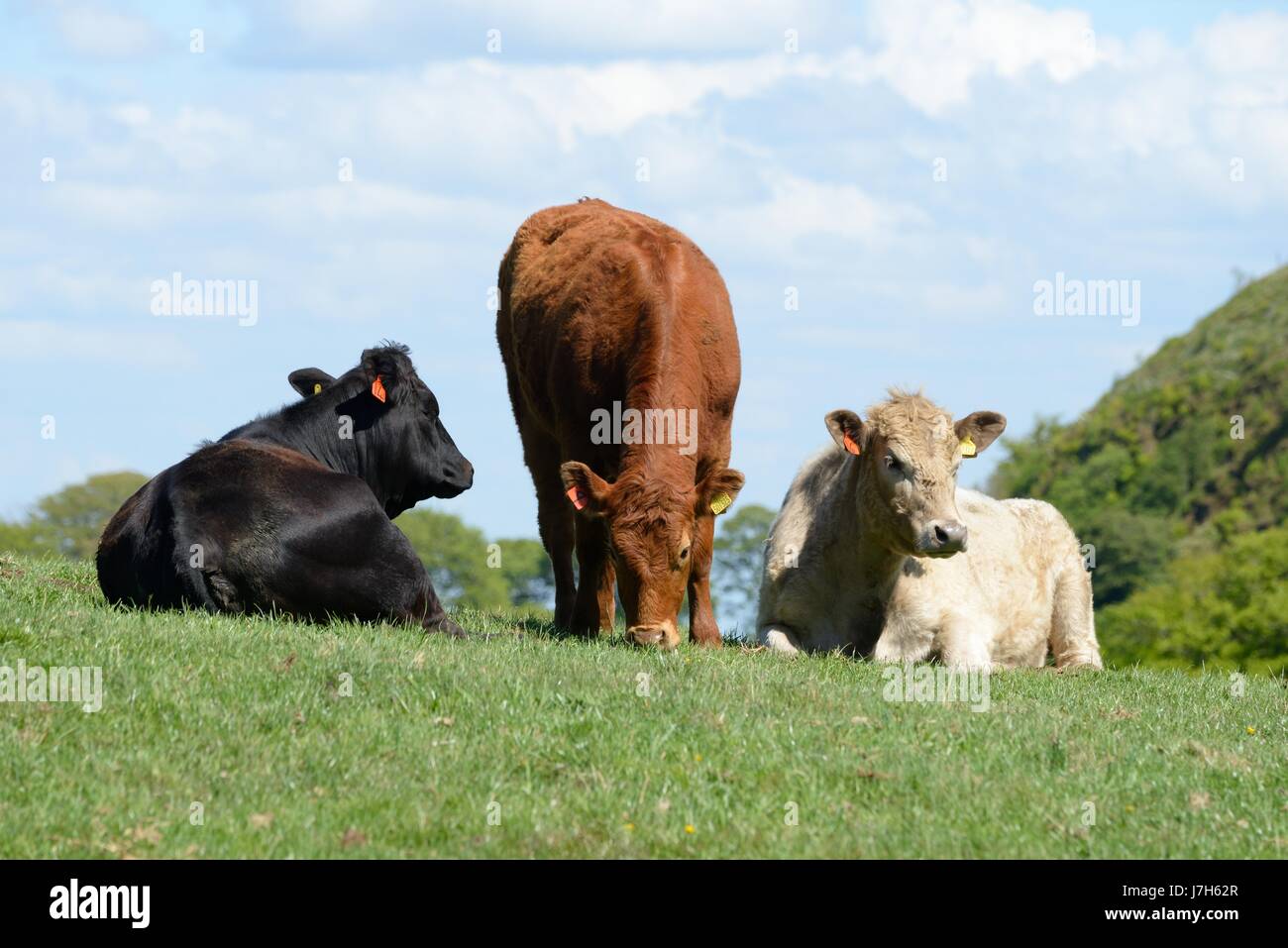 Cows of different colours grouped together in a field near Glasgow, Scotland, UK Stock Photo