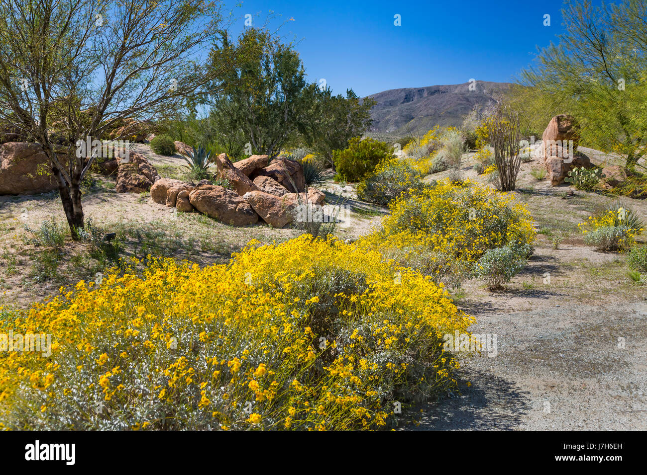 Spring desert wildflowers blooming in the Anza Borrego Desert State