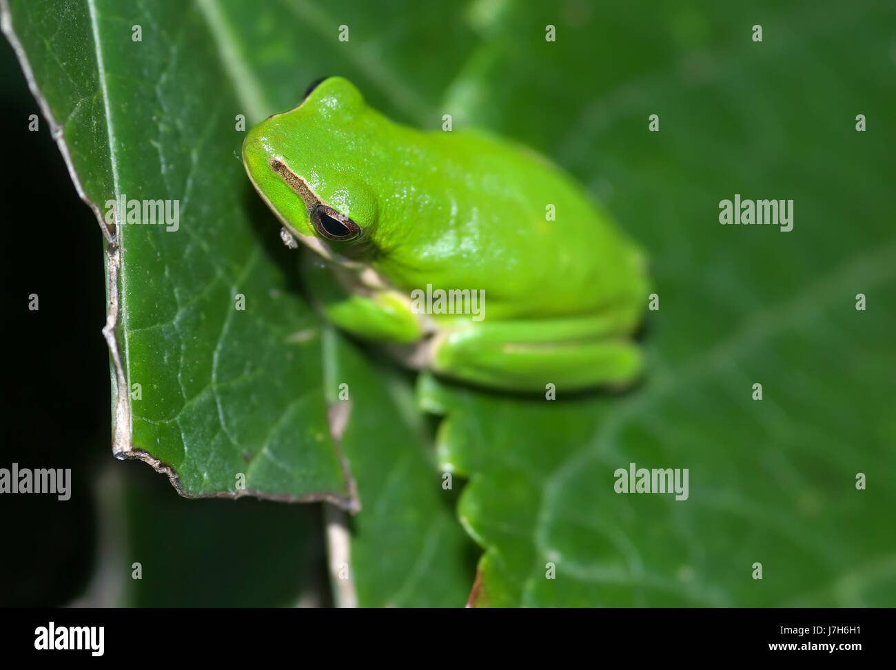 leaf tree animal amphibian photo camera bush frog wildlife dwarf ...