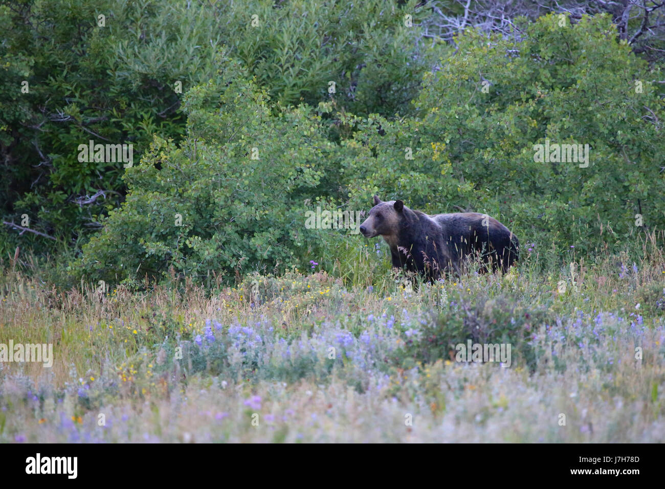 Grizzly Bear in summer meadow Glacier National Park, Montana Stock Photo