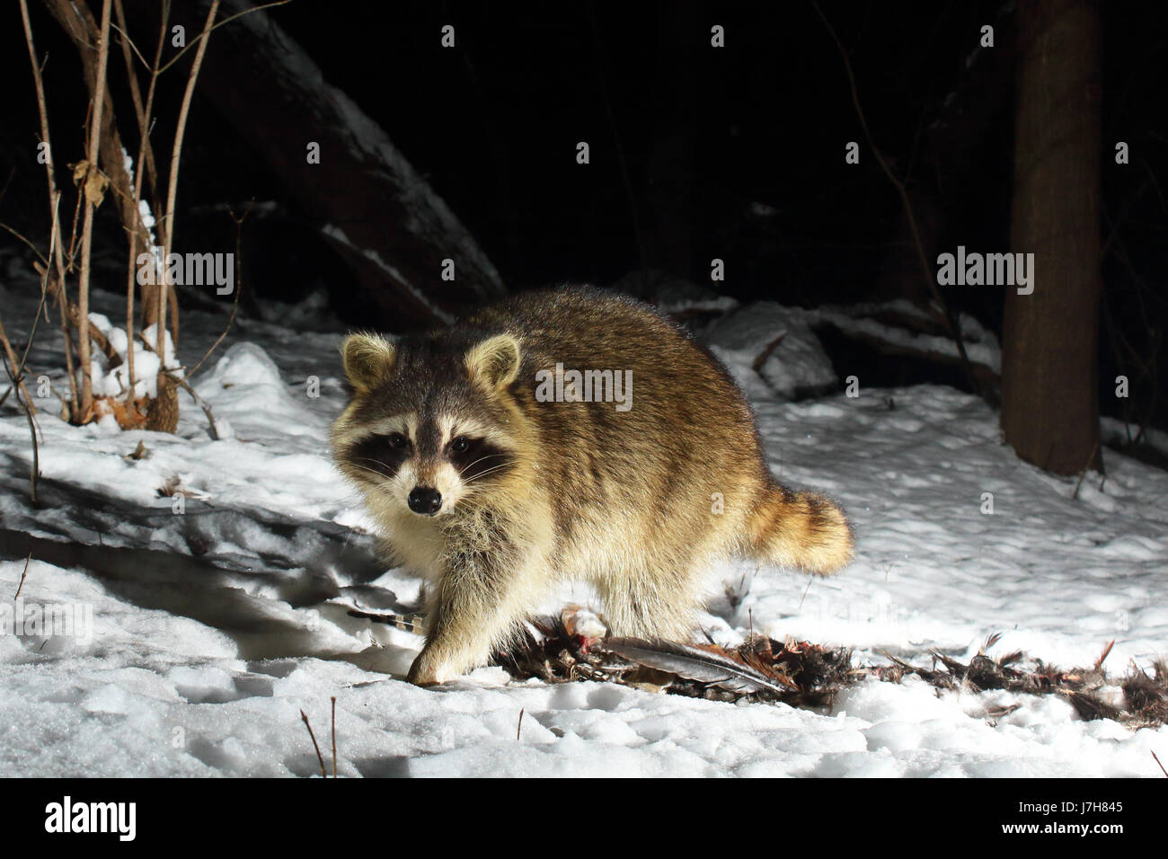 raccoon ring