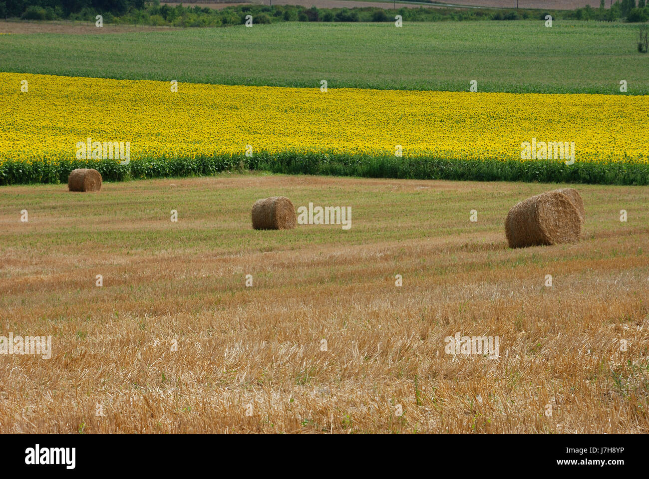 Round straw bales in harvested fields Stock Photo - Alamy