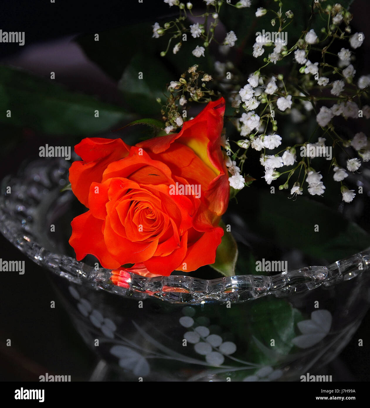 red rose in glass bowl Stock Photo - Alamy