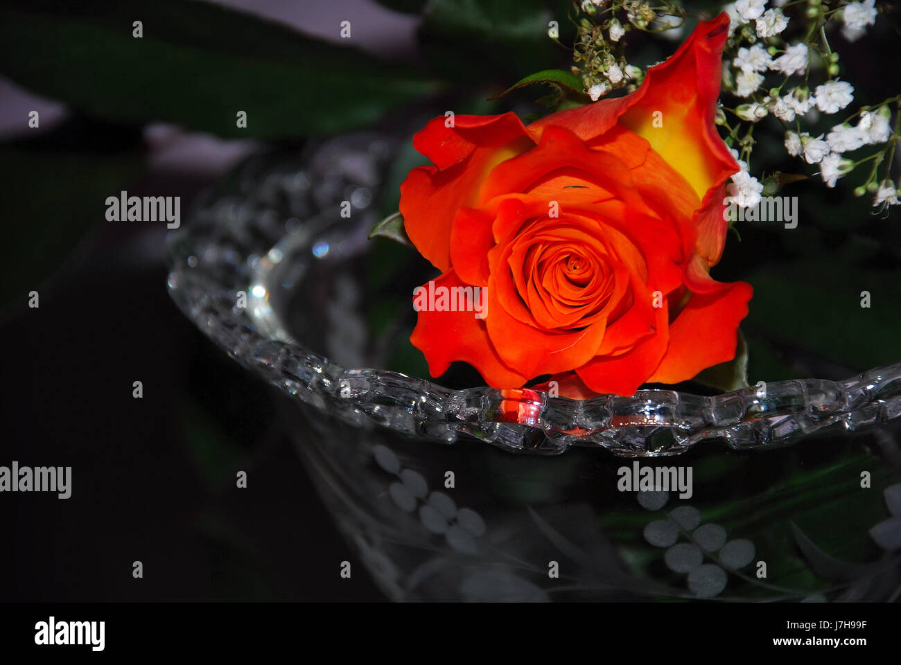red rose in glass bowl Stock Photo - Alamy