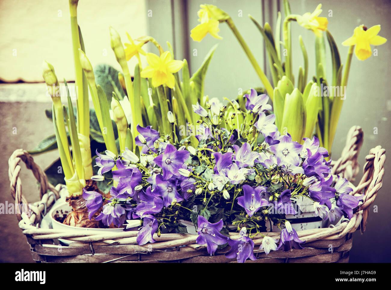 Bluebells and yellow daffodils in the wicker basket. Symbol of spring. Gardening theme. Natural decoration. Beauty photo filter. Stock Photo