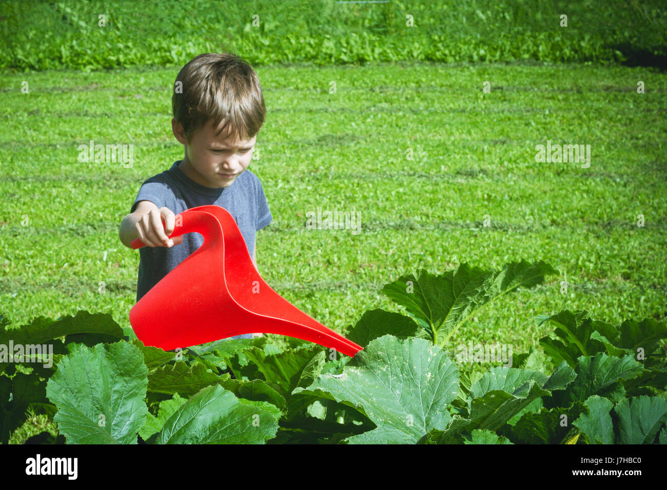 Little kid watering vegetables in the garden Stock Photo Alamy