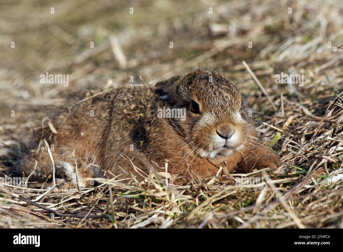 young hare in spring Stock Photo Alamy