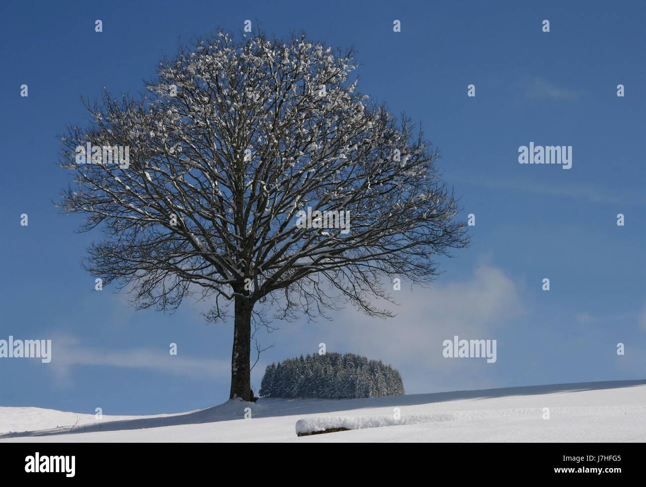 winter tree Stock Photo