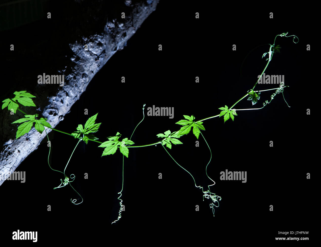 Bitter Cucumber climbing plant on tree branch isolated black background