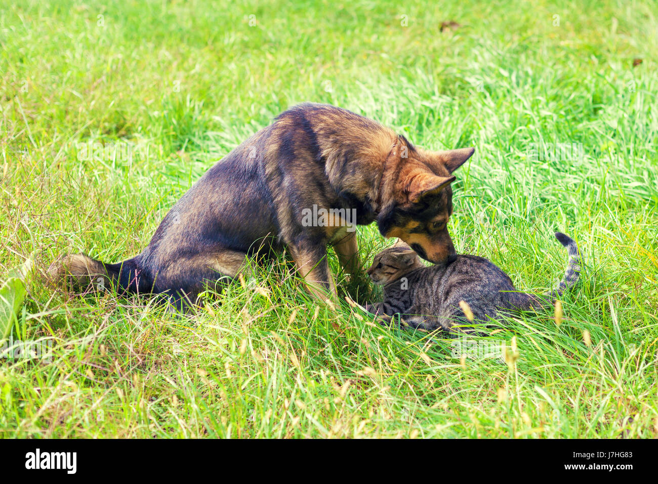 Cat and dog are playing together on the grass Stock Photo - Alamy