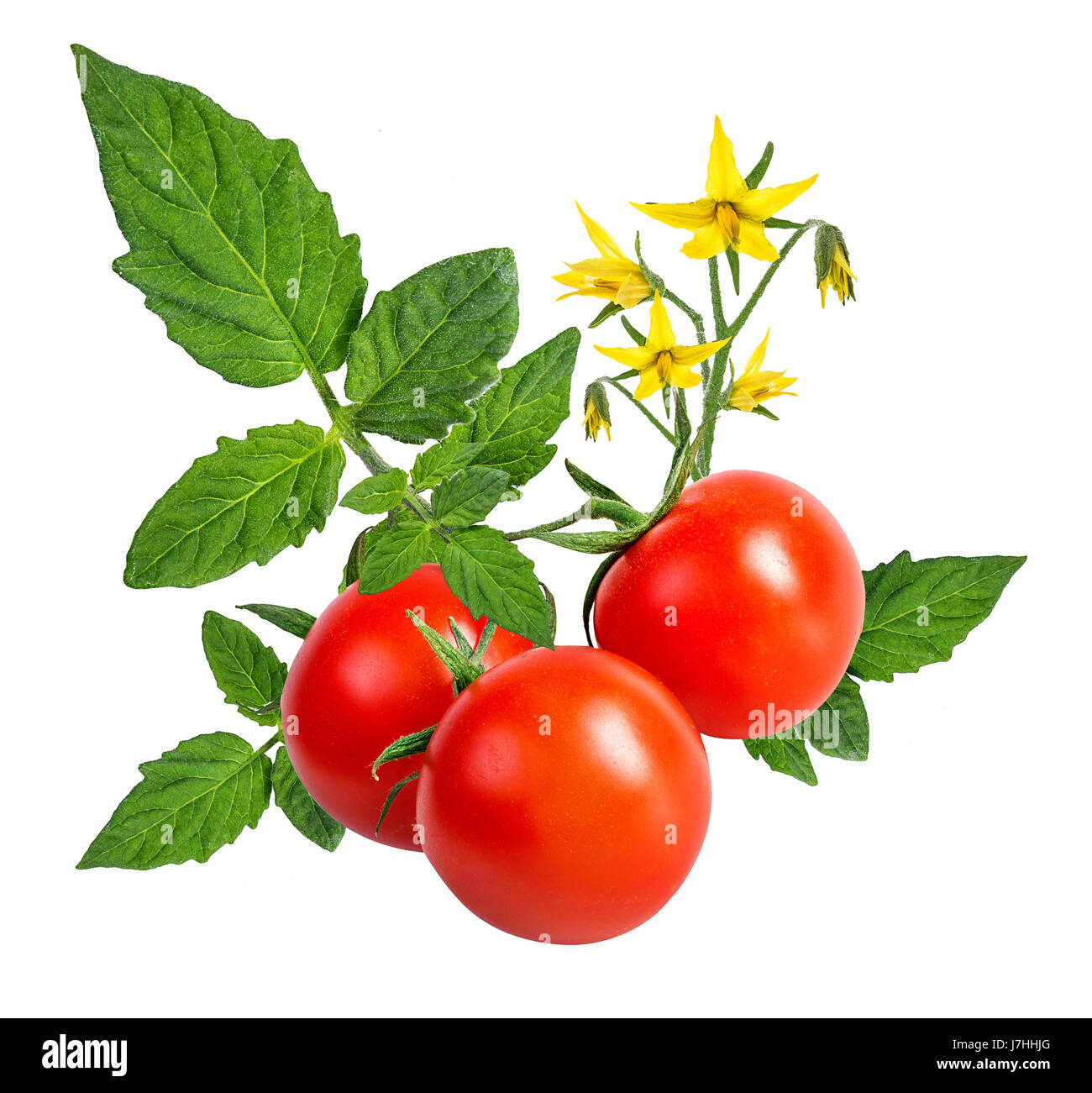 tomato isolated on white background Stock Photo - Alamy