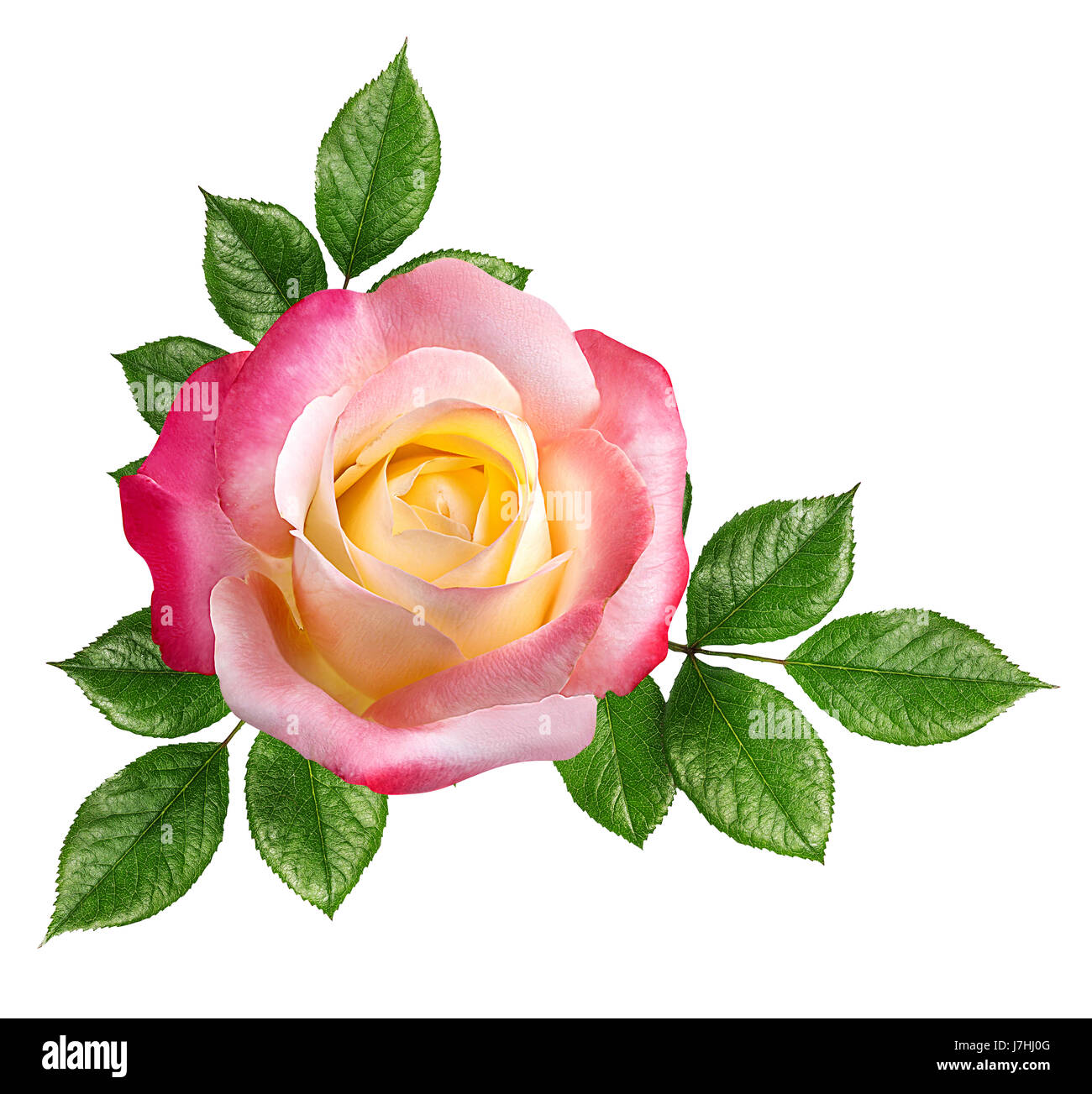 rose isolated on the white background Stock Photo - Alamy