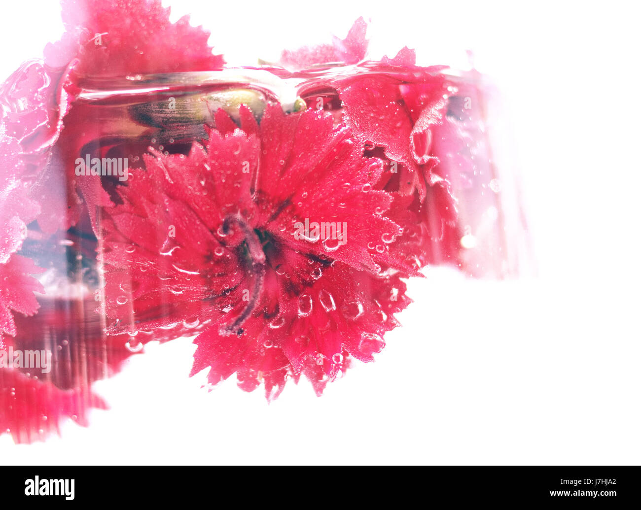 Carnations in Water Stock Photo Alamy