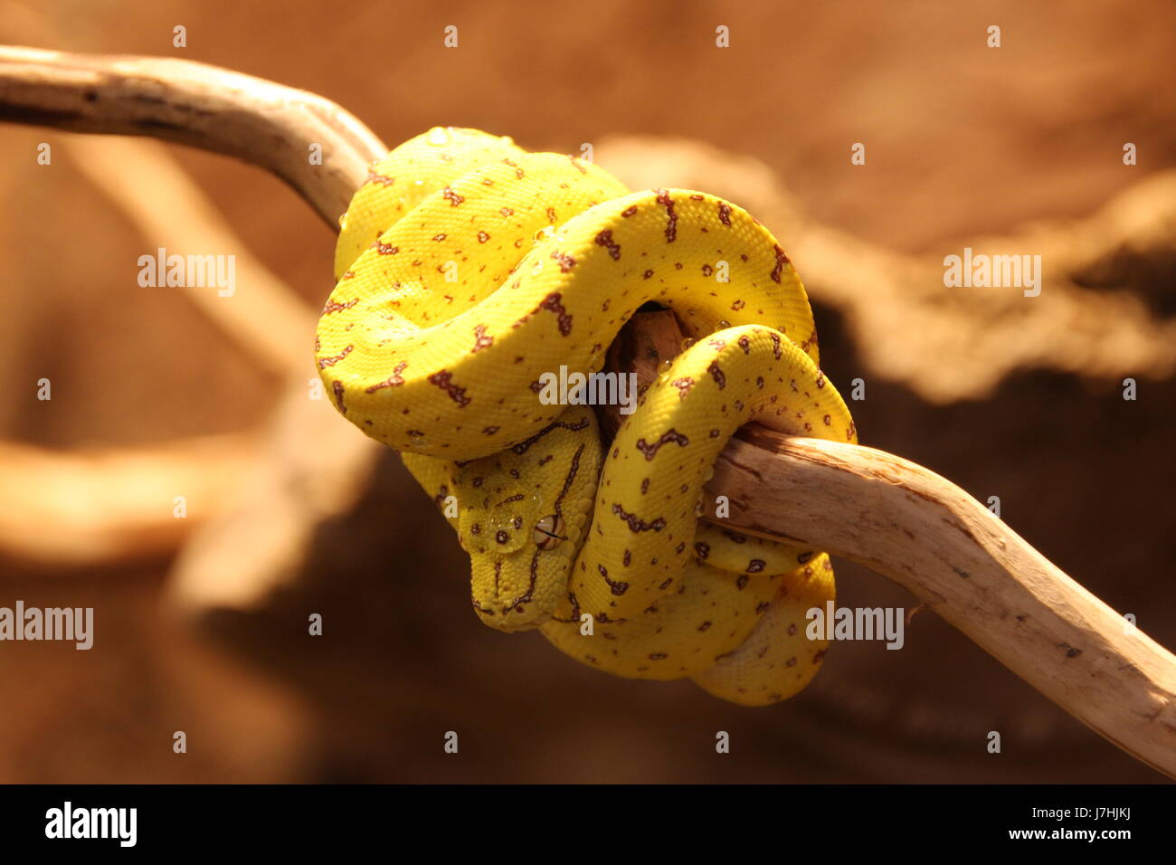 yellow baby python Stock Photo - Alamy
