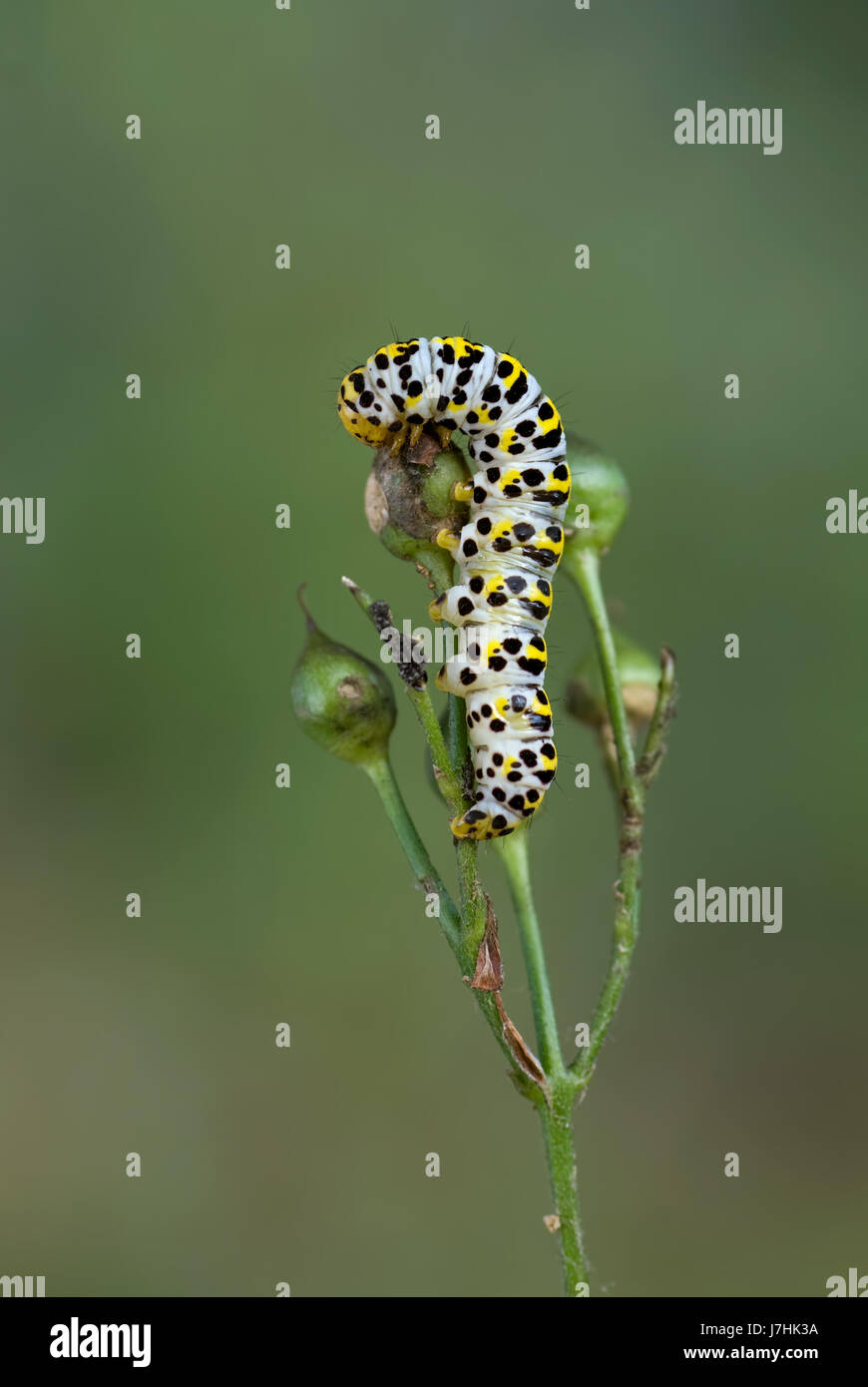 caterpillar of the figwort monk Stock Photo