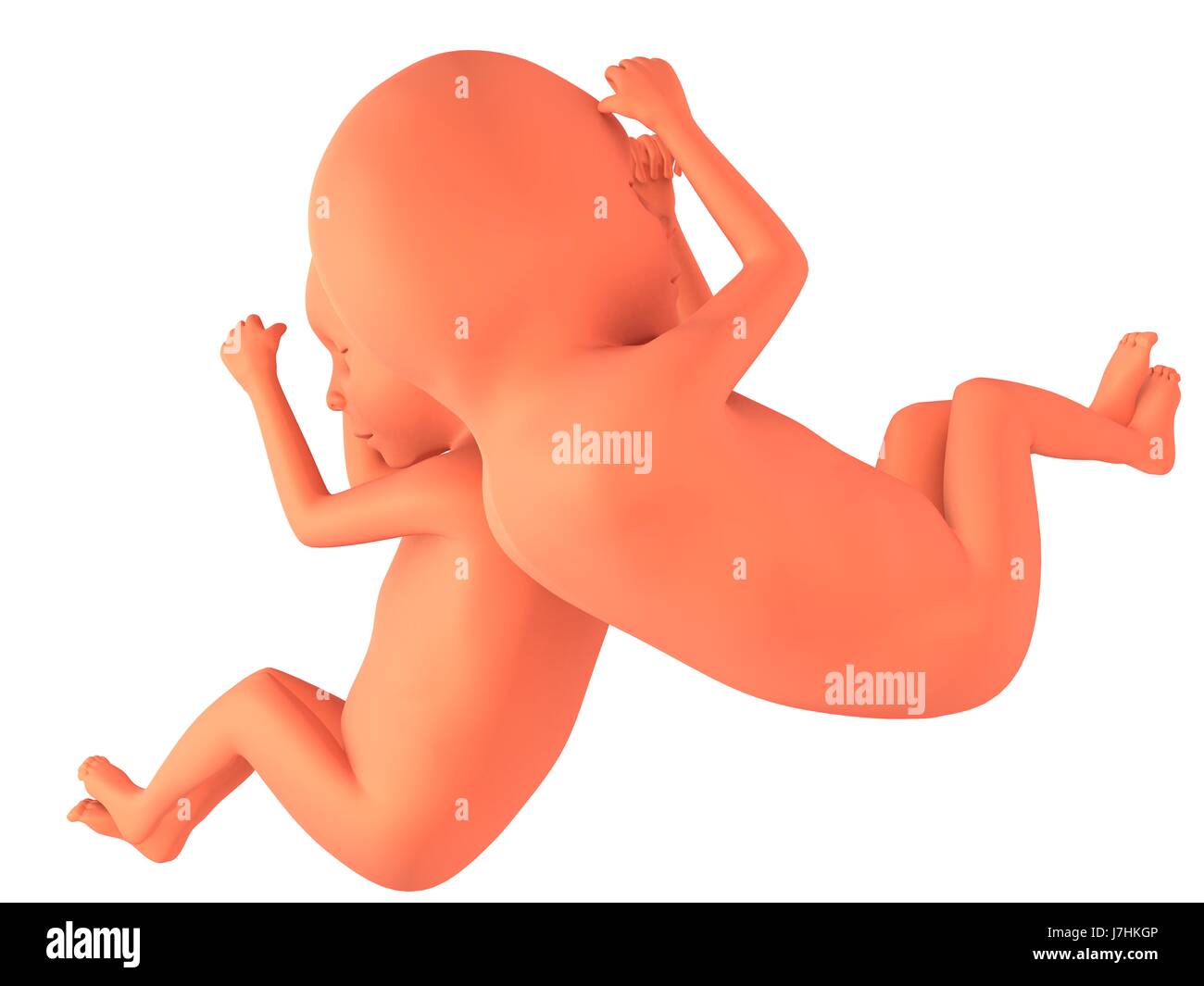 birth childbirth parturition delivery baby twins belly tummy pregnancy unborn Stock Photo