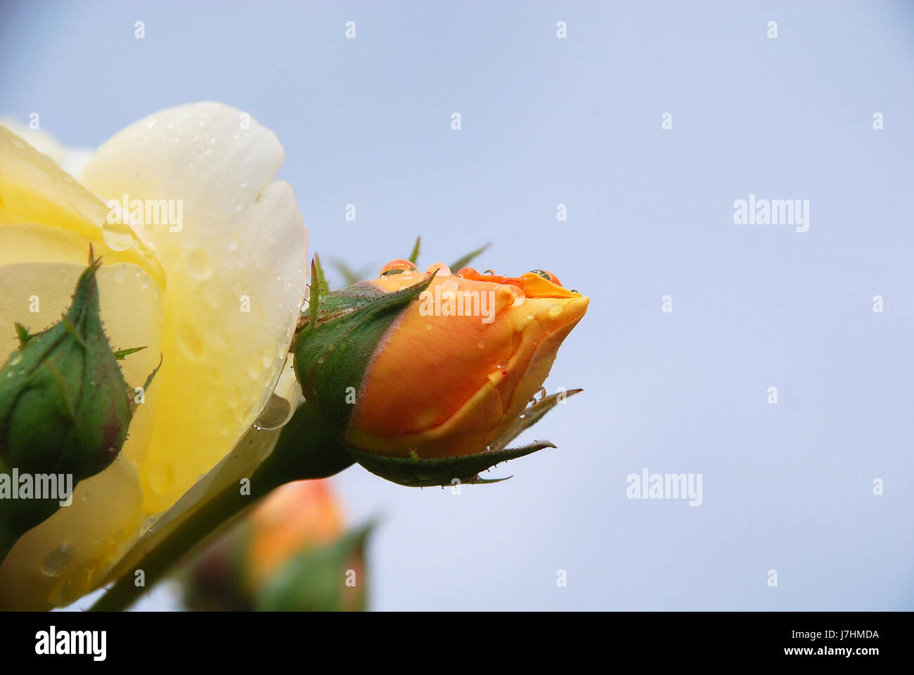 yellow english rose Stock Photo - Alamy