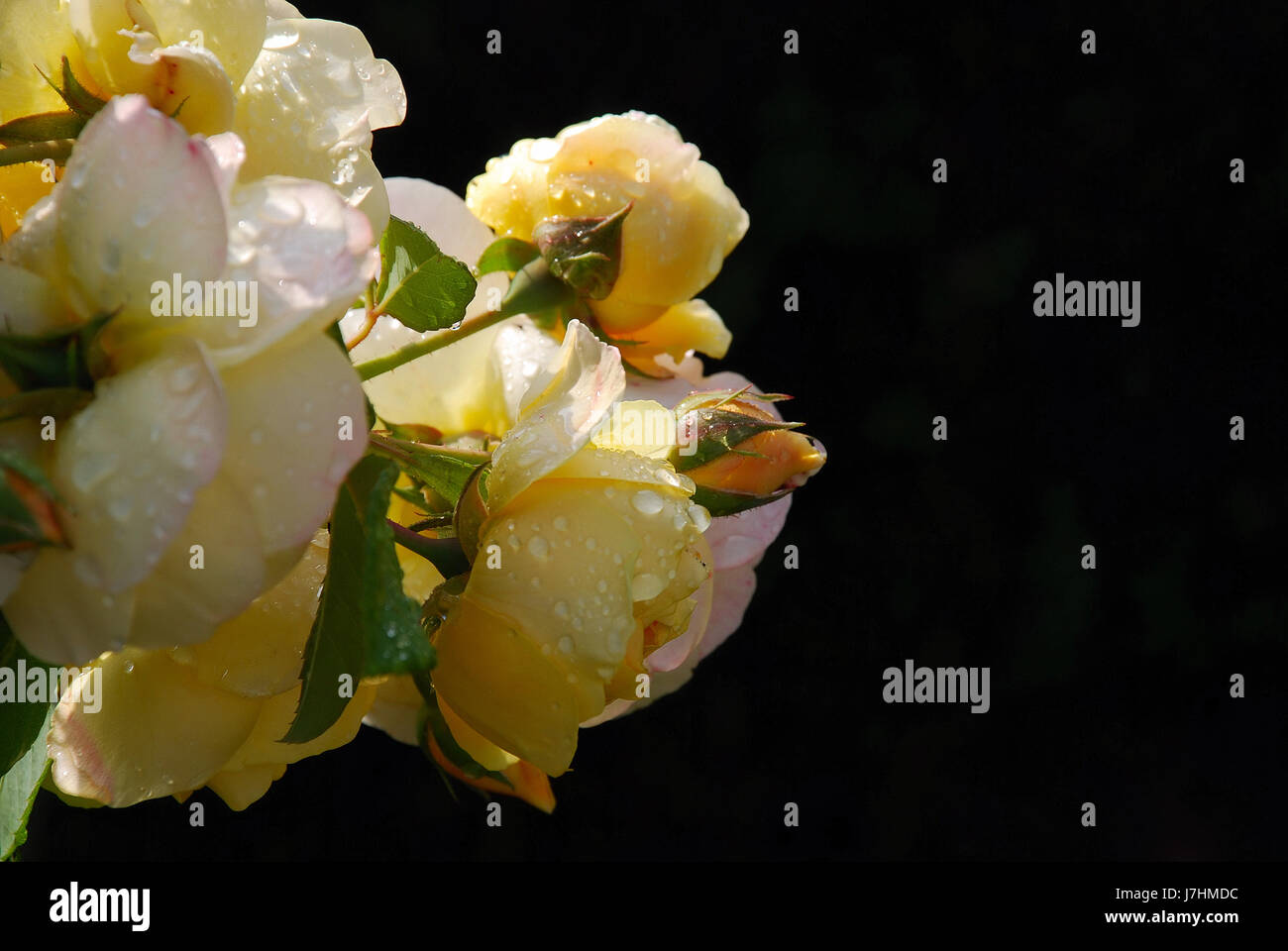 yellow english rose Stock Photo - Alamy