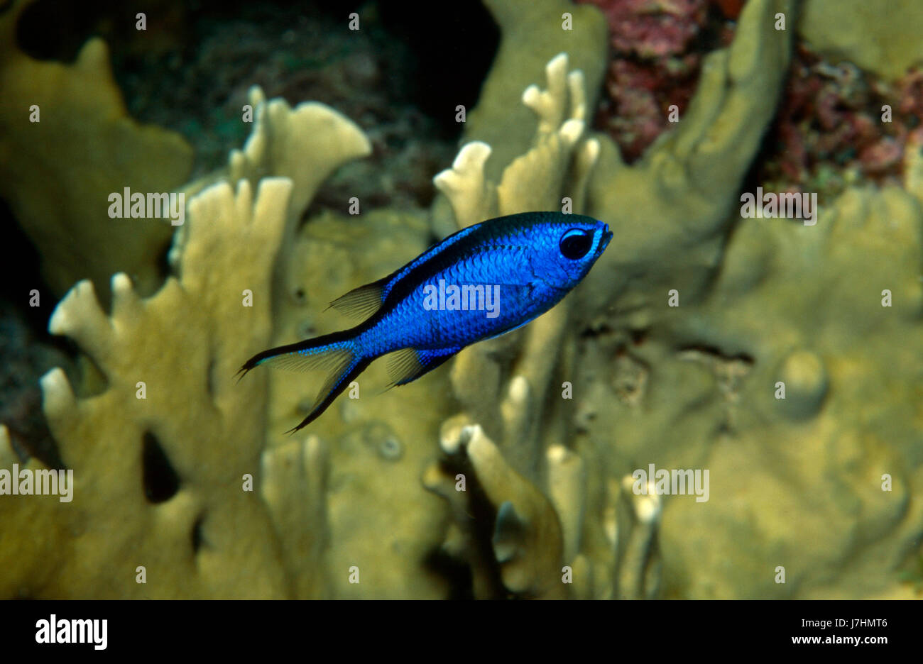 coloured colourful gorgeous multifarious richly coloured fish dive animal world Stock Photo