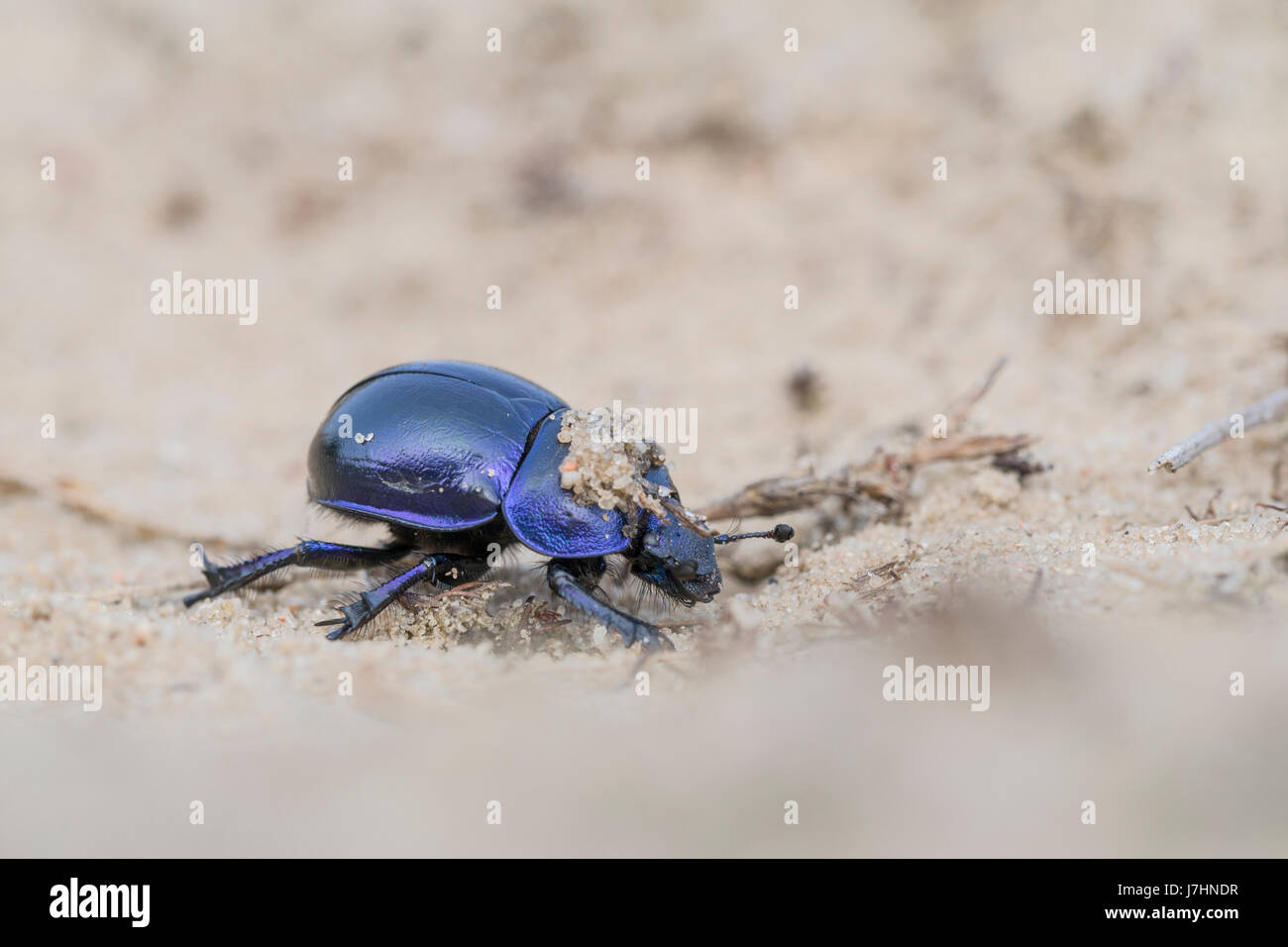 Earth-boring dung beetle - Trypocopris vernalis Stock Photo