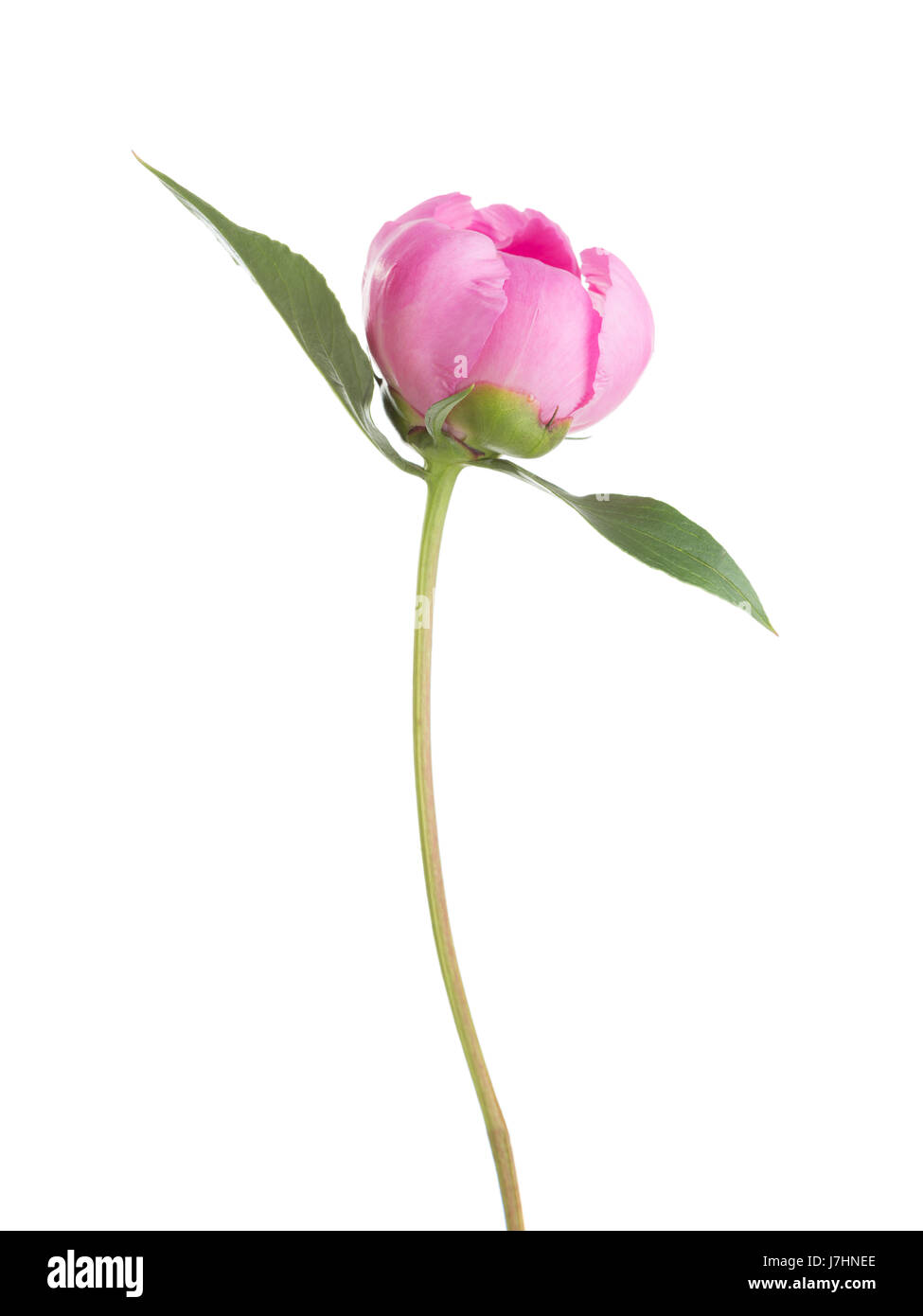 Pink peony isolated on white background Stock Photo - Alamy