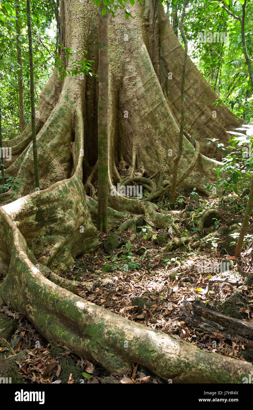 Buttress roots of large tree, in tropical lowland evergreen rainforest