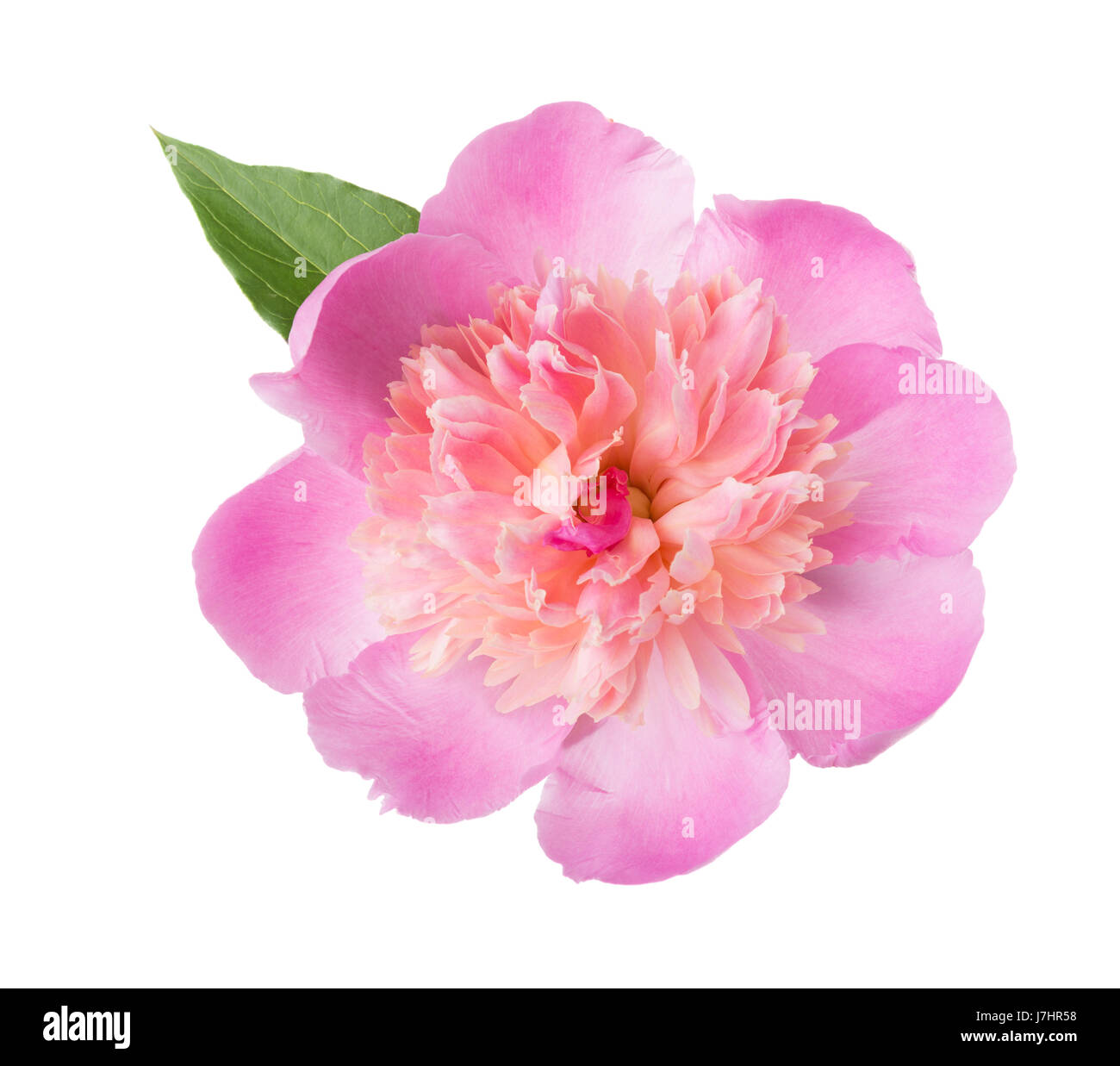 Pink peony isolated on white background Stock Photo - Alamy