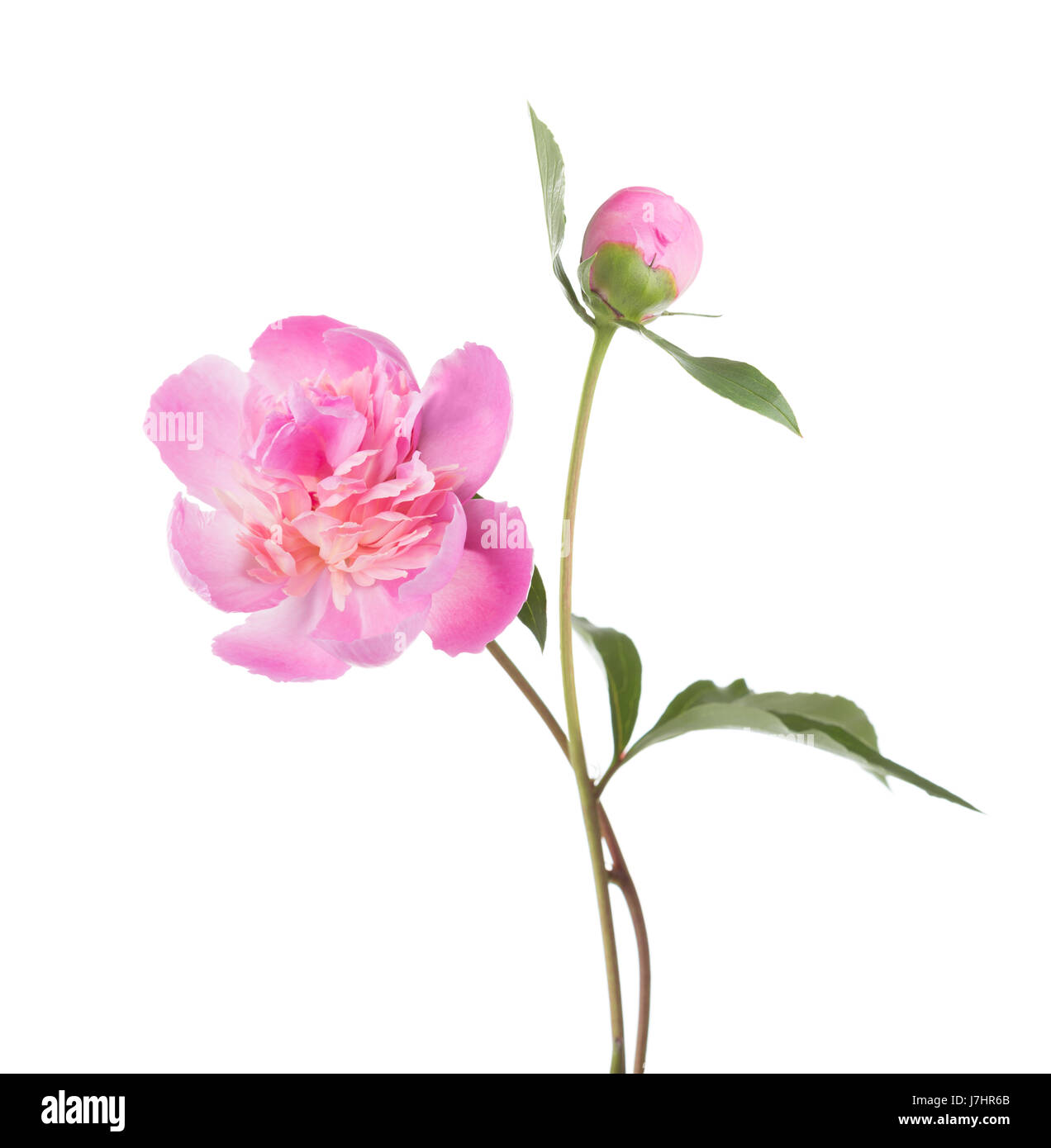 Light pink peonies isolated on white background Stock Photo - Alamy