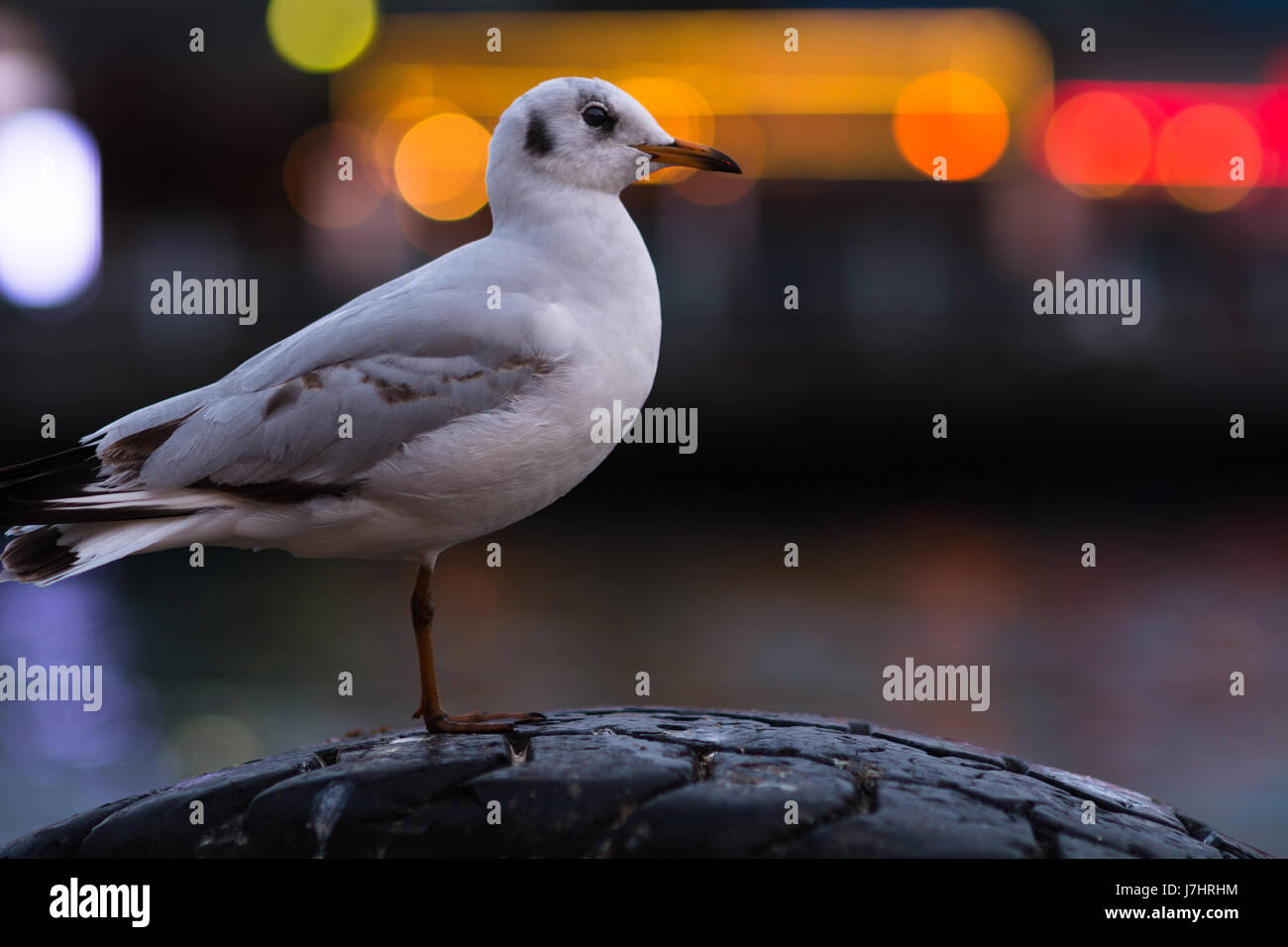 Seagull standing on one leg on a tire Stock Photo